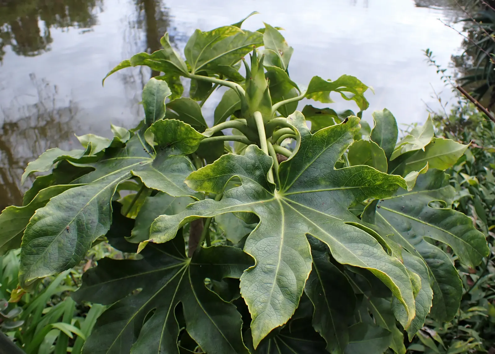 Japanese Aralia (Fatsia Japonica) — commonly known as the Japanese Aralia; these are followed by black, non-edible berries that provide winter, image 102