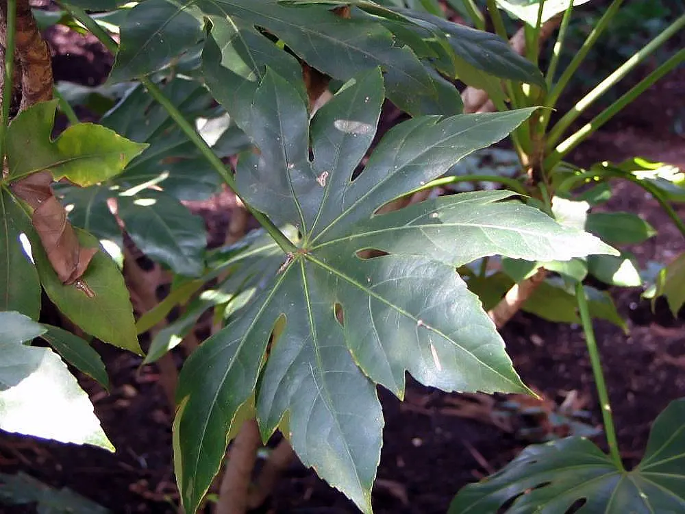 Japanese Aralia (Fatsia Japonica) — ideal for understory plantings or as a focal point in a shady garden design; this plant is perfect for a, image 77