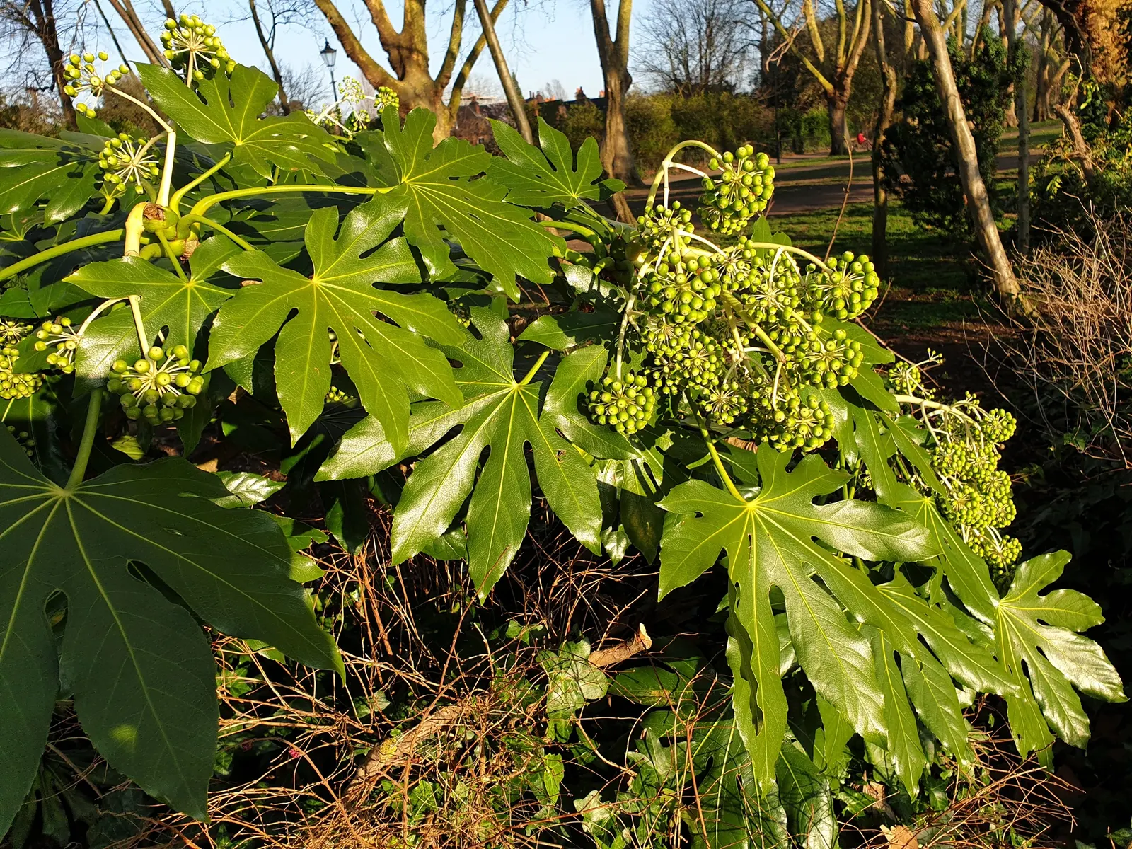 Japanese Aralia (Fatsia Japonica) — as it can thrive in USDA Zones 8 to 10