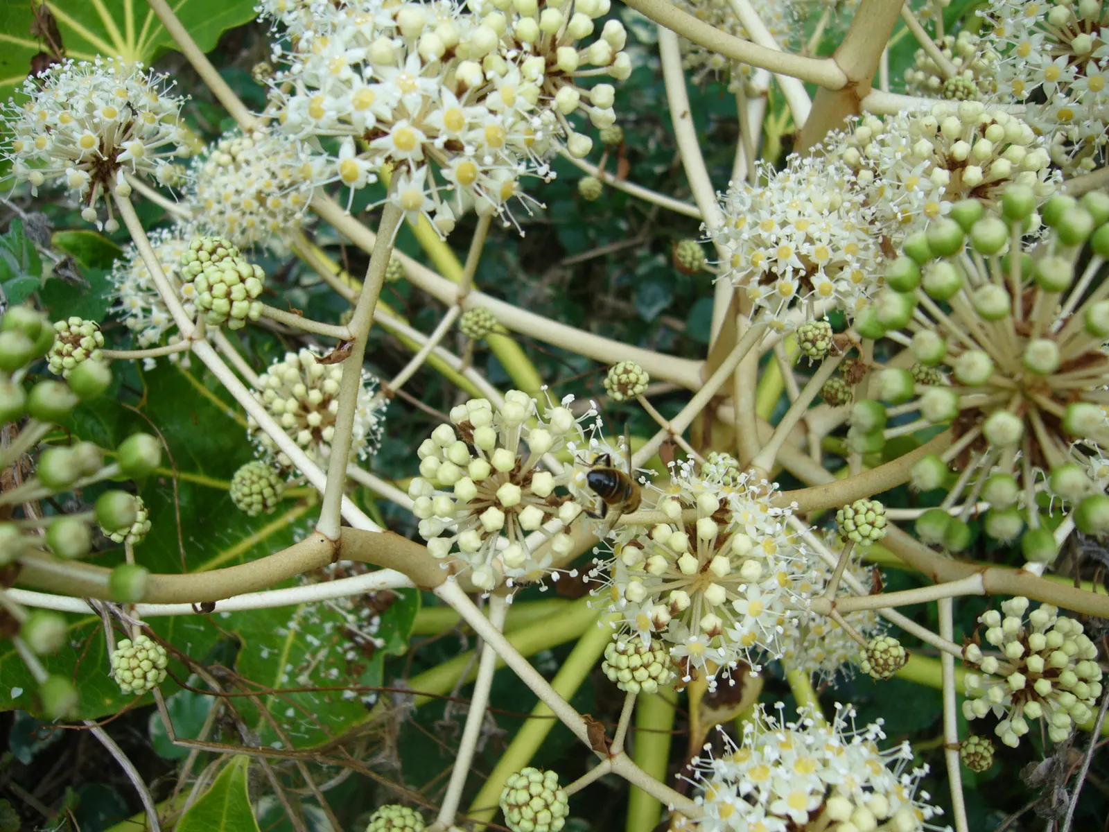 Japanese Aralia (Fatsia Japonica) — The Japanese Aralia, or Fatsia japonica, is an evergreen shrub that reaches 6 to 10 feet high and wide; its, image 97