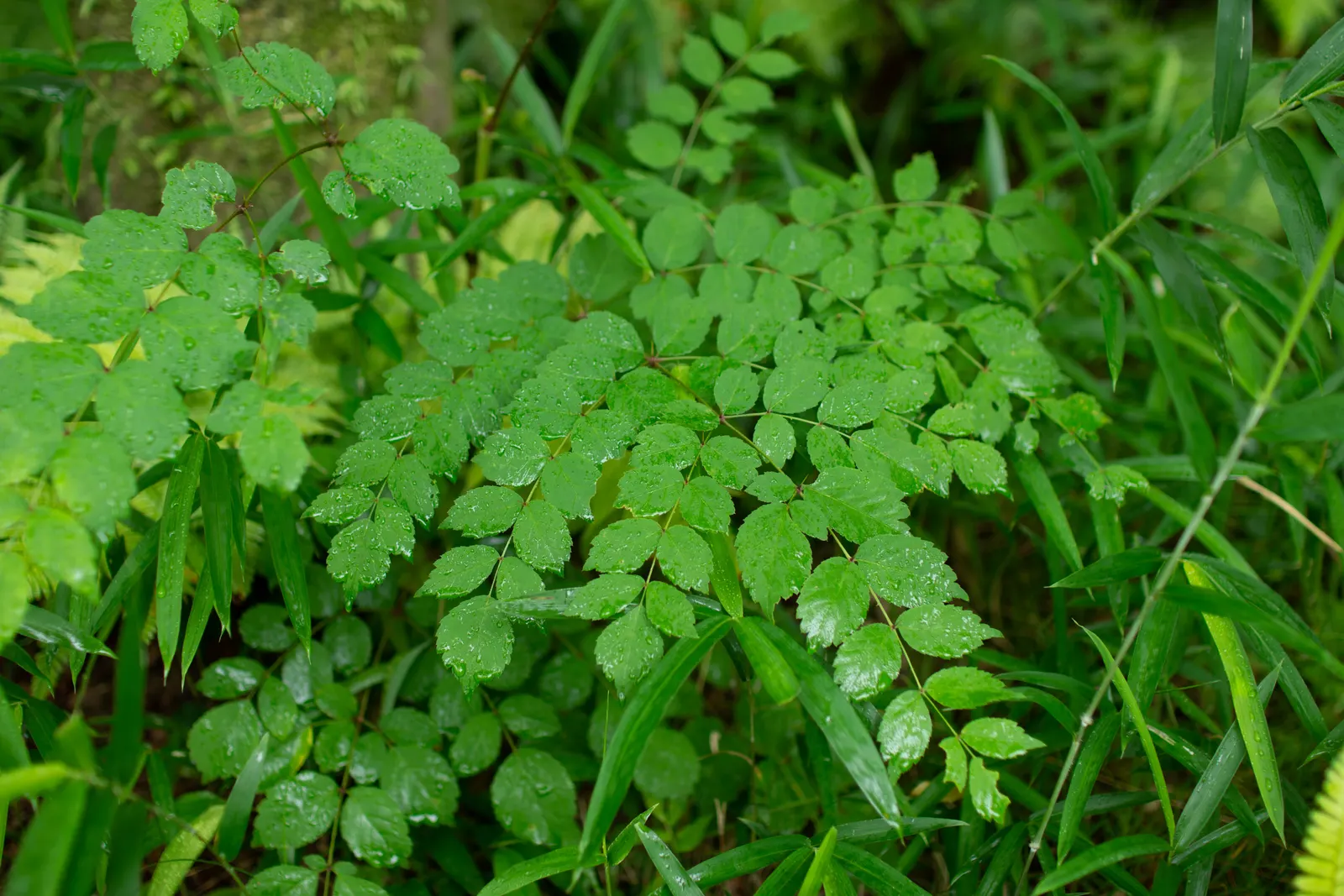 Japanese Aralia (Fatsia Japonica) — These leaves extend from the plant on sturdy stems