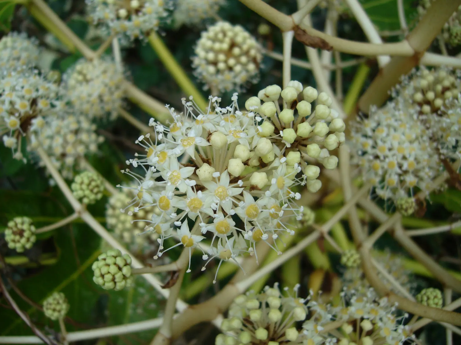 Japanese Aralia (Fatsia Japonica) — Its bold texture creates a tropical effect; the Japanese Aralia, or Fatsia japonica, is an evergreen shrub that, image 76