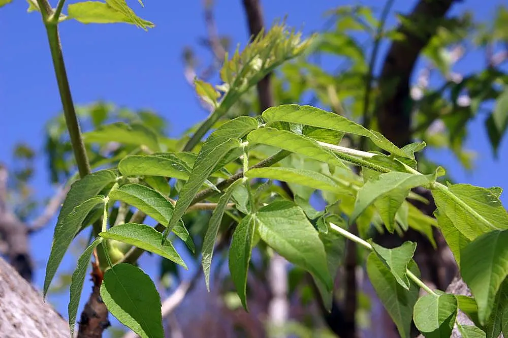 Japanese Aralia (Fatsia Japonica) — These are followed by black, non-edible berries that provide winter interest; commonly known as the Japanese, image 135