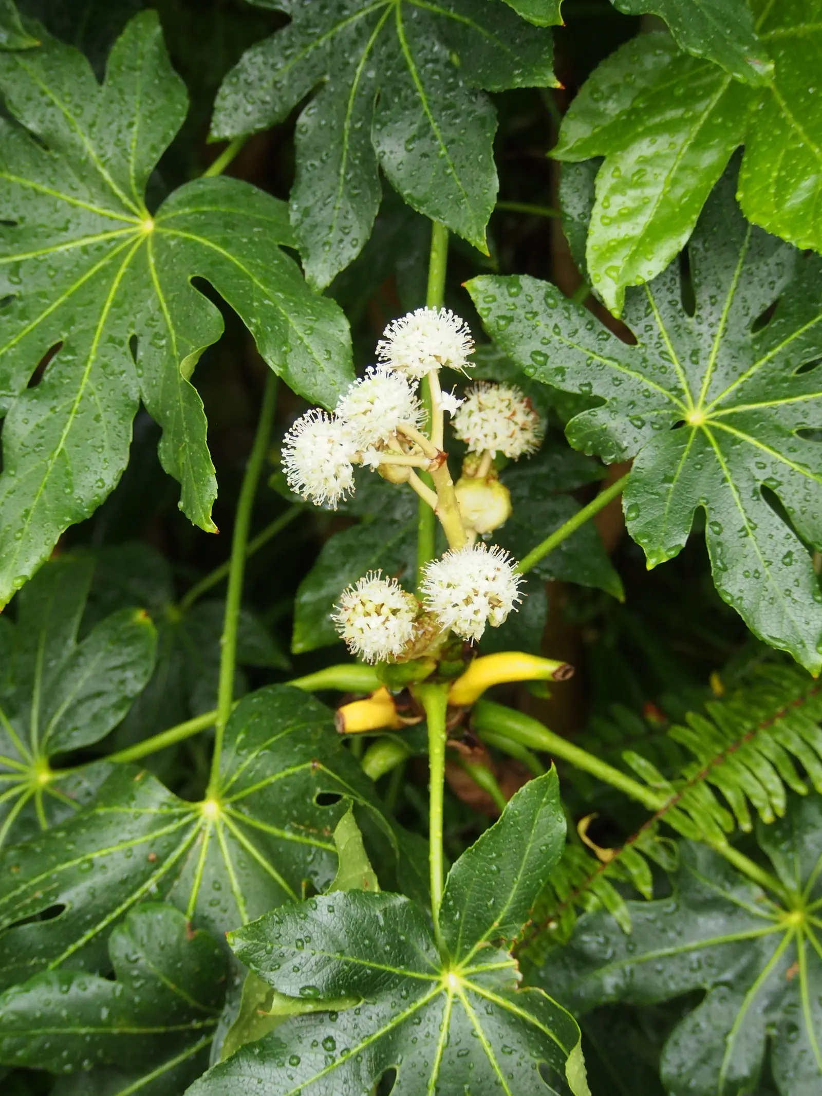 Japanese Aralia (Fatsia Japonica) — is a versatile and striking evergreen shrub native to southern Japan and South Korea; white flowers in the, image 79