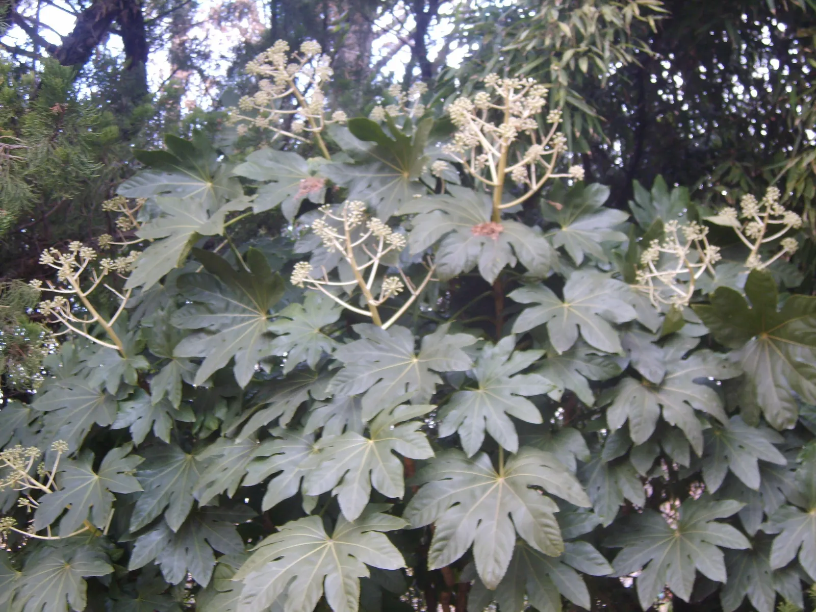Japanese Aralia (Fatsia Japonica) — shrub for deep shade or half or shade