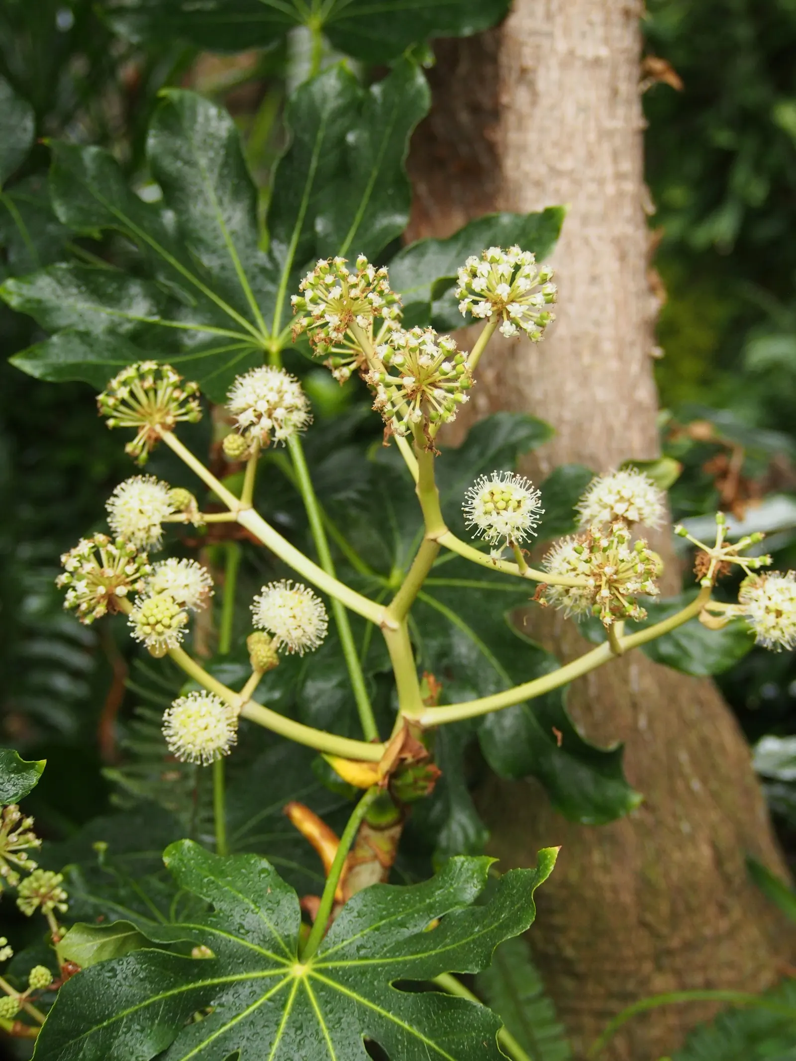 Japanese Aralia (Fatsia Japonica) — as it can thrive in USDA Zones 8 to 10; fatsia japonica requires minimal pruning; only to remove any damaged or, image 130
