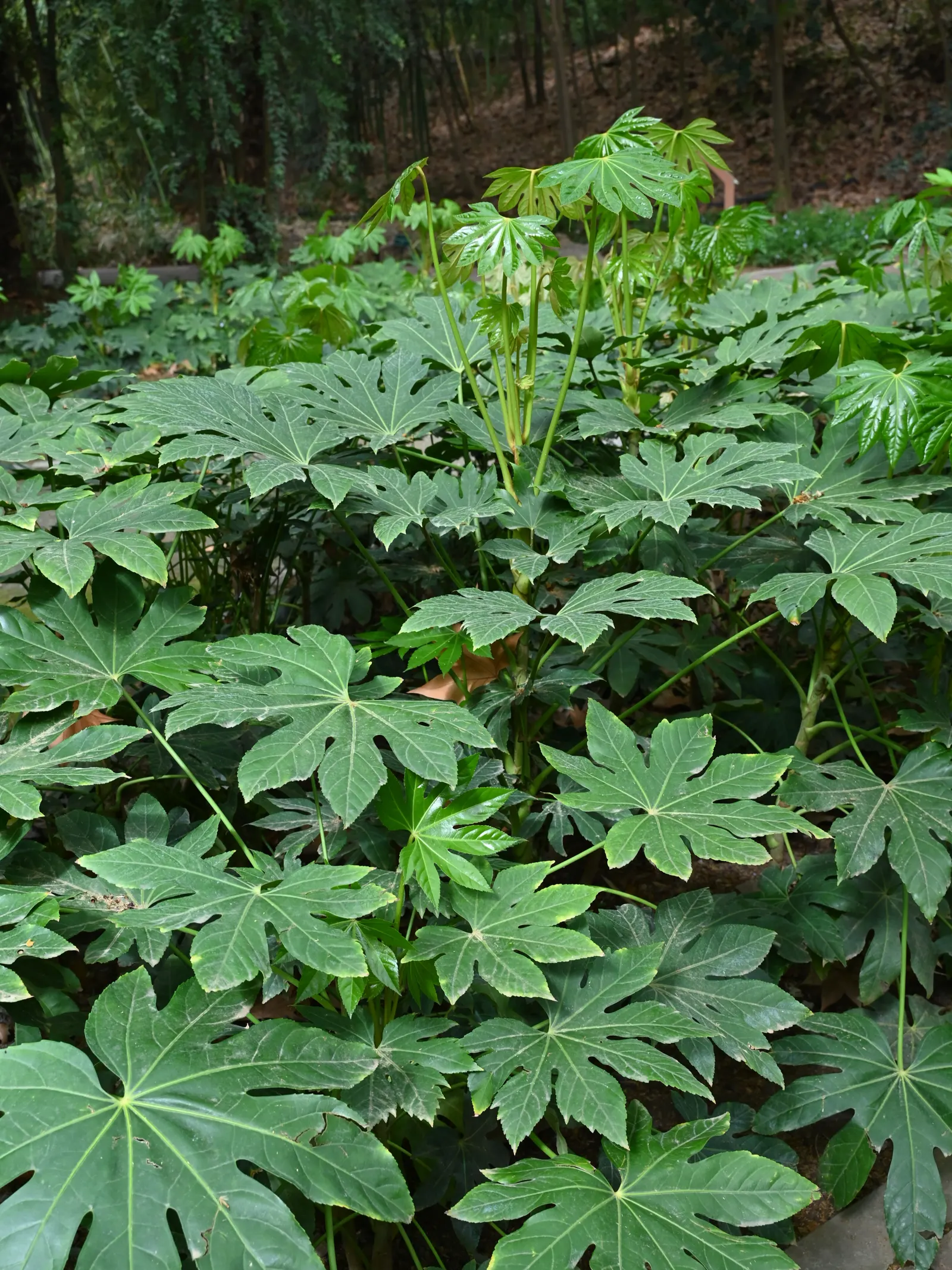 Japanese Aralia (Fatsia Japonica) — tropical flair to temperate regions; with lobes that give them a hand-like appearance, image 105
