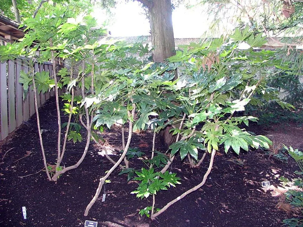 Japanese Aralia (Fatsia Japonica) — These are followed by black, non-edible berries that provide winter interest; commonly known as the Japanese, image 63