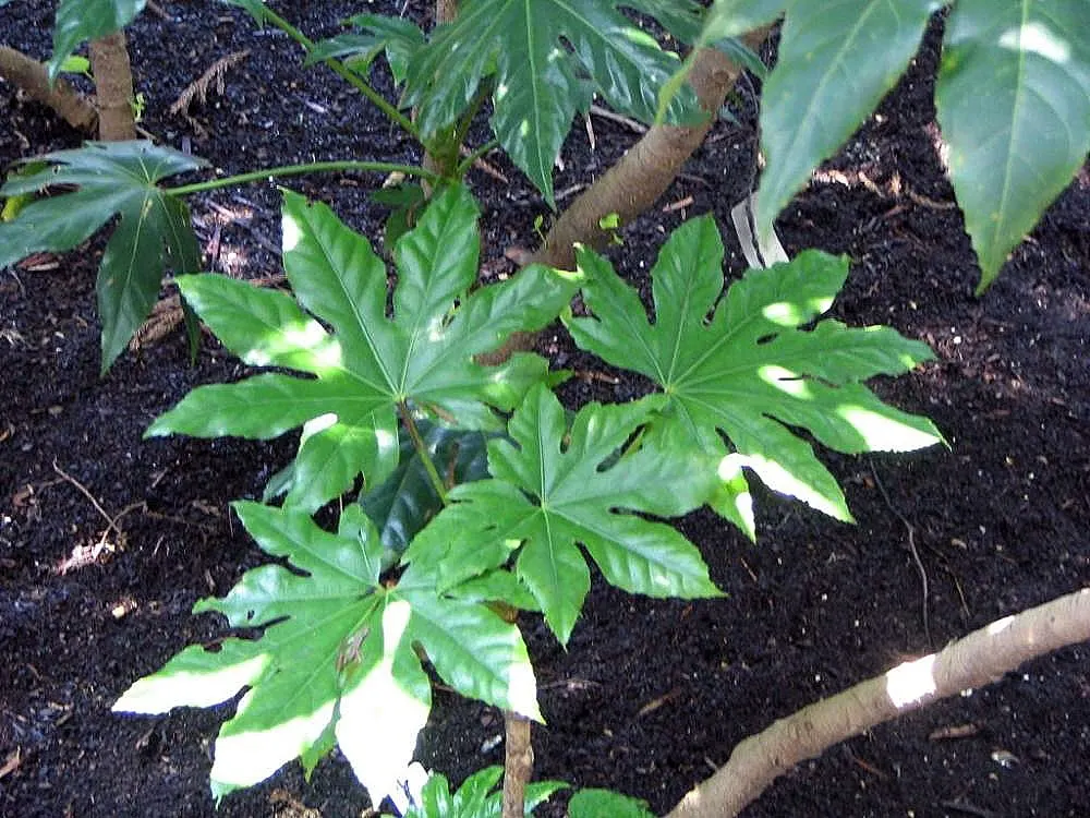 Japanese Aralia (Fatsia Japonica) — tropical flair to temperate regions; with lobes that give them a hand-like appearance, image 81