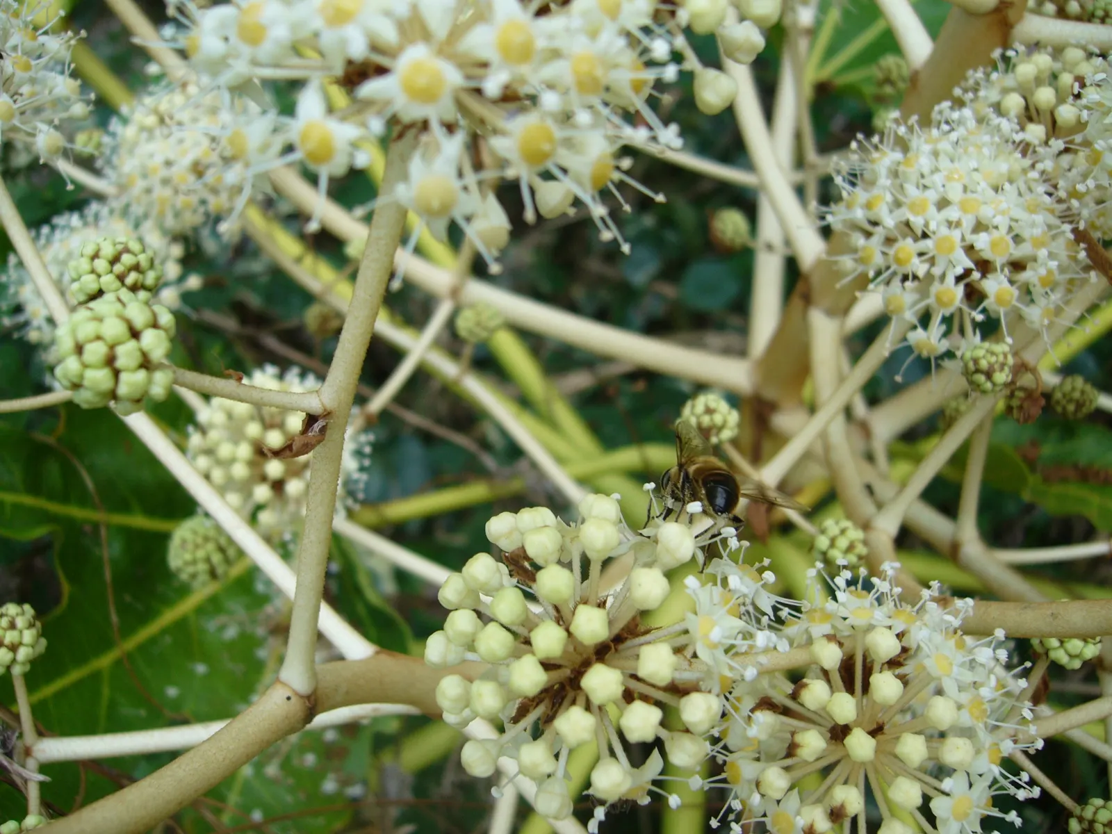 Japanese Aralia (Fatsia Japonica) — It is also suitable for container planting, which makes it a versatile choice for the client's garden designs, image 69