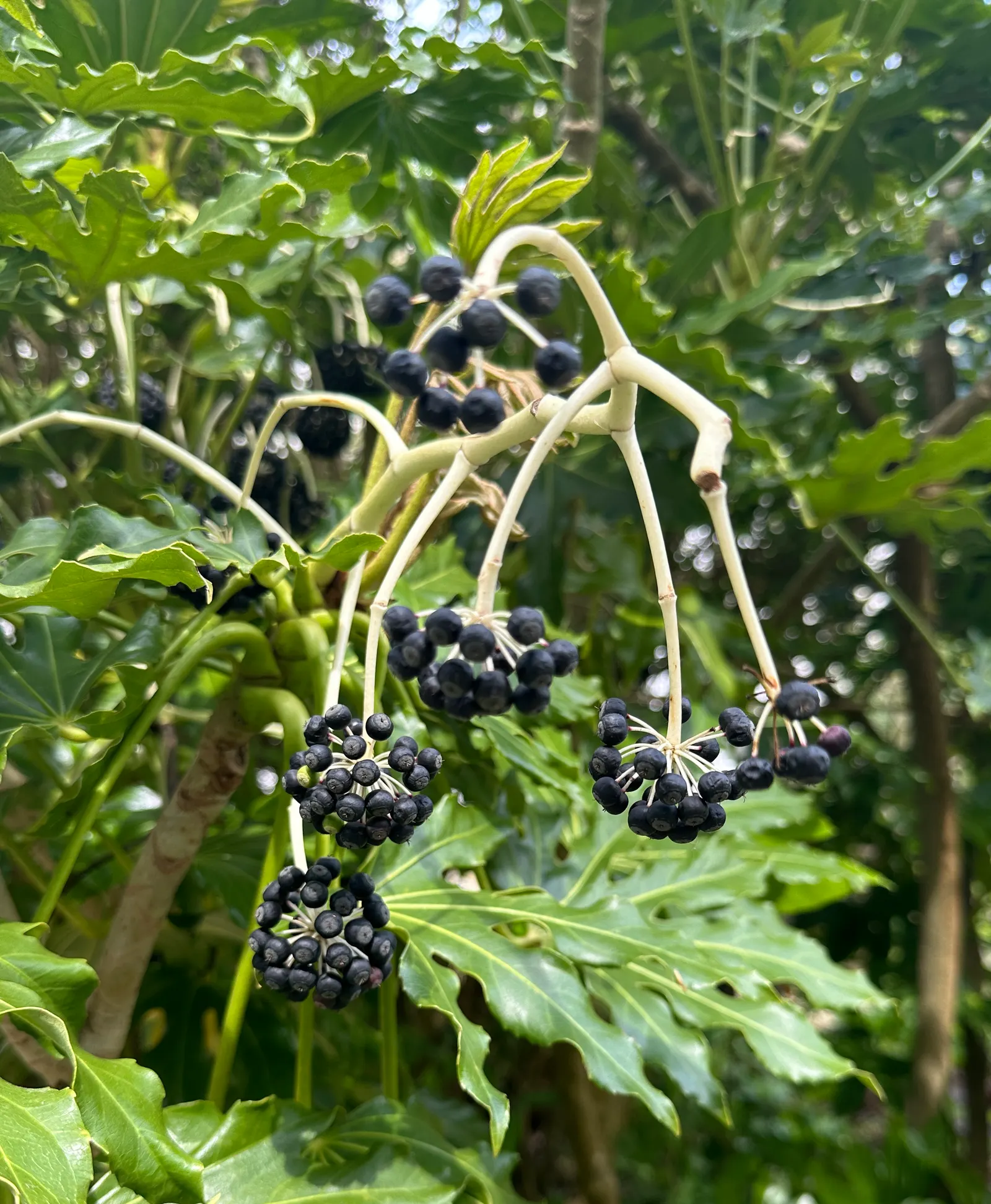 Japanese Aralia (Fatsia Japonica) — creating an architectural statement; ideally situated in part to full shade, image 133