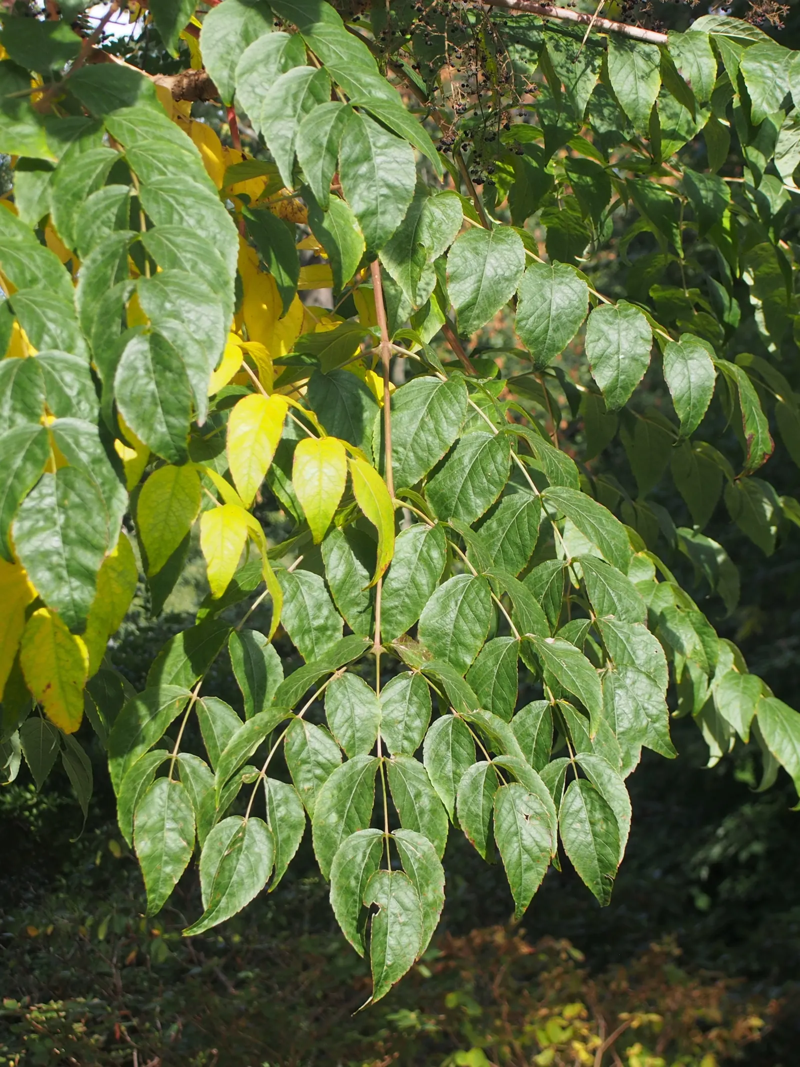 Japanese Aralia (Fatsia Japonica) — is a versatile and striking evergreen shrub native to southern Japan and South Korea