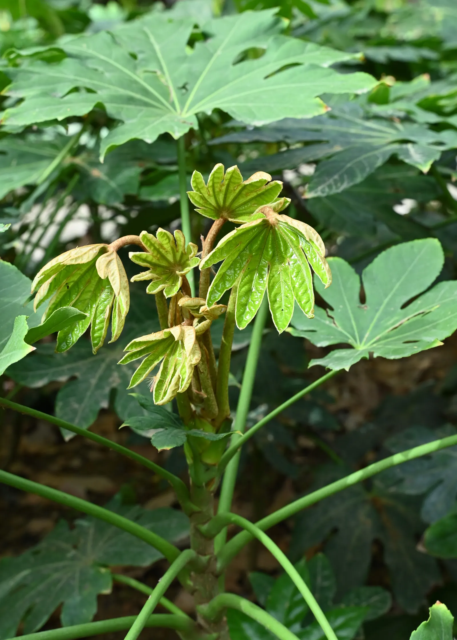 Japanese Aralia (Fatsia Japonica) — as it can thrive in USDA Zones 8 to 10; fatsia japonica requires minimal pruning; only to remove any damaged or, image 106