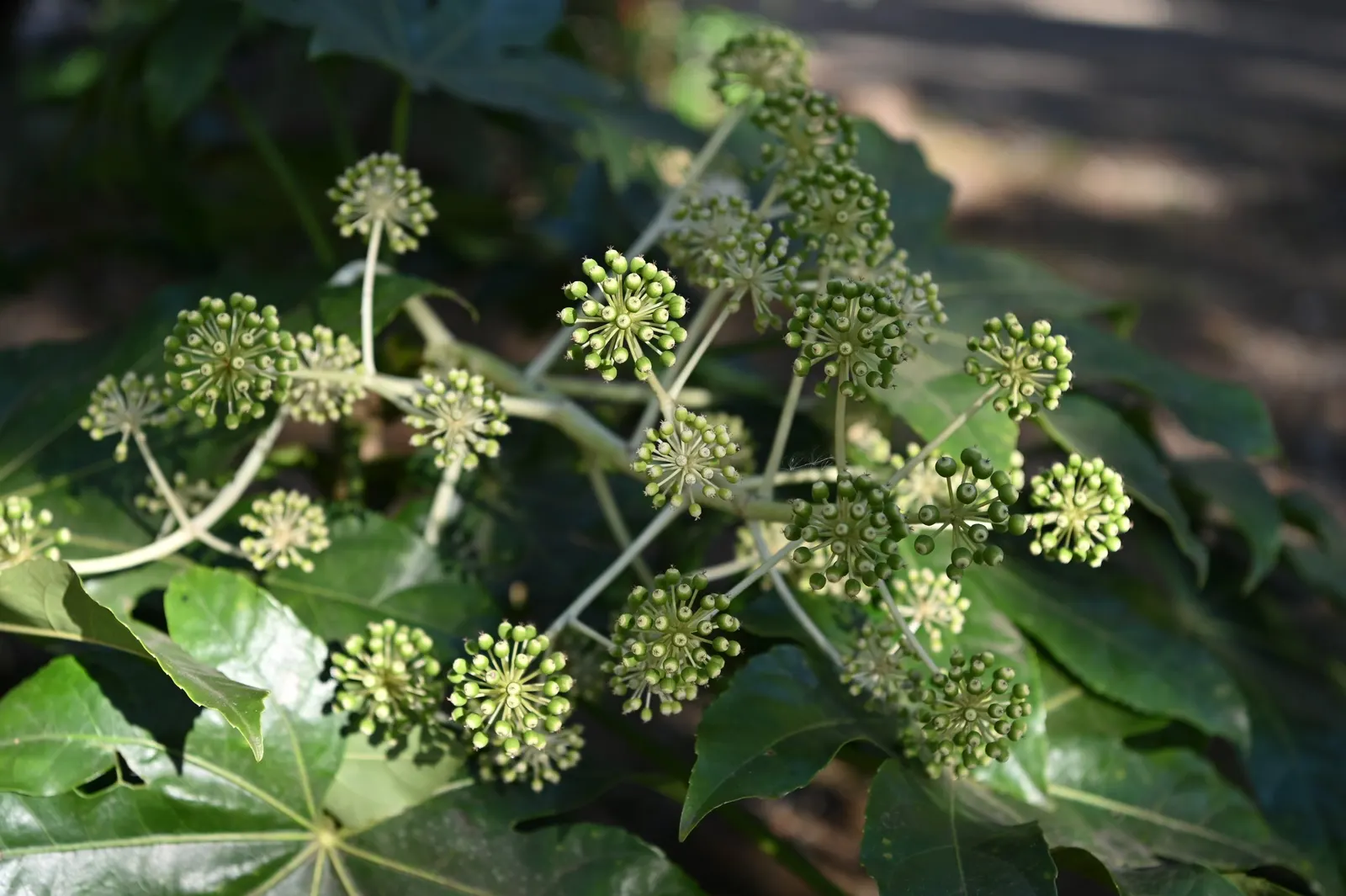 Japanese Aralia (Fatsia Japonica) — shrub for deep shade or half or shade; it is also suitable for container planting, which makes it a versatile, image 120