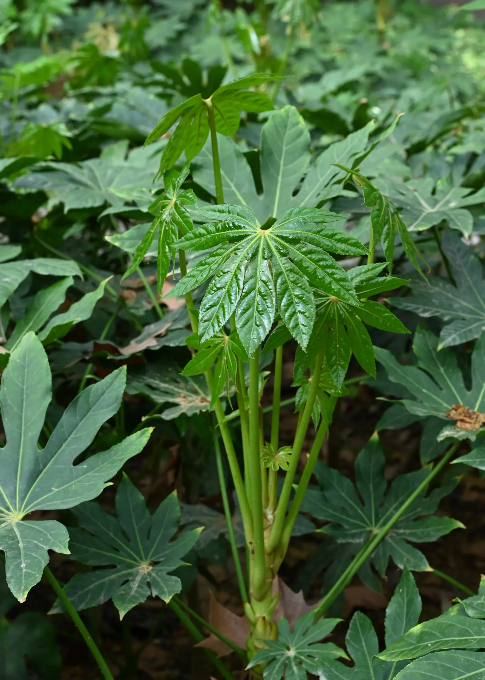 Japanese Aralia (Fatsia Japonica) — glossy leaves that can grow up to a foot in width; deeply lobed leaves up to 16 inches across and small, image 107