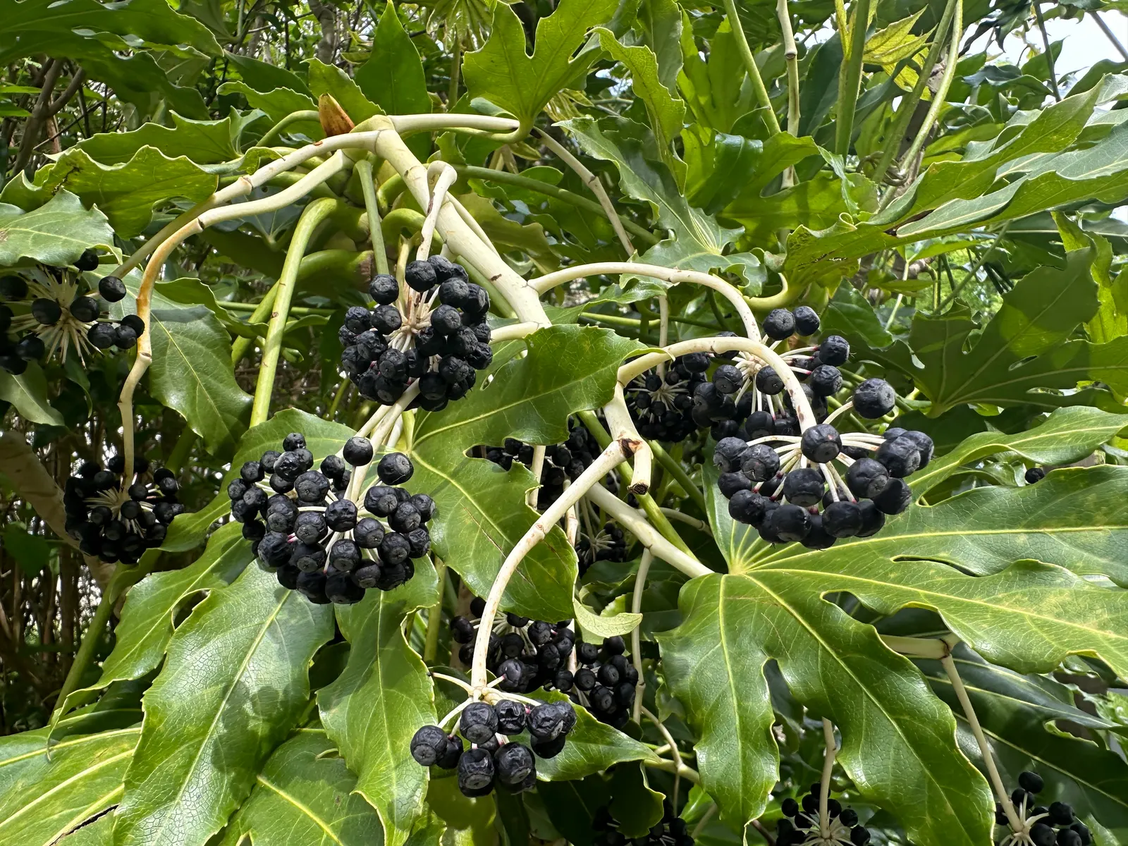 Japanese Aralia (Fatsia Japonica) — The Japanese Aralia, or Fatsia japonica, is an evergreen shrub that reaches 6 to 10 feet high and wide; its bold texture