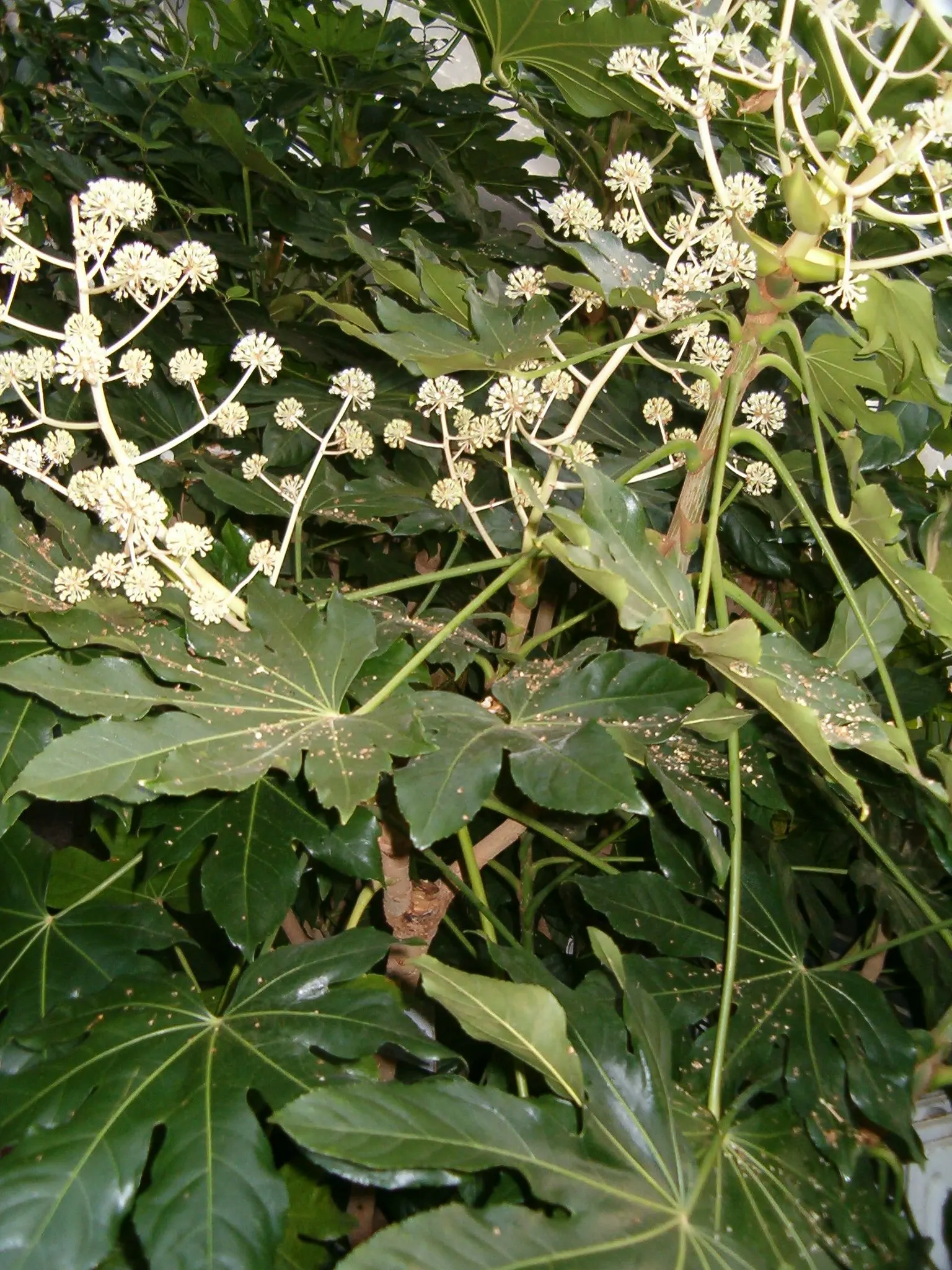 Japanese Aralia (Fatsia Japonica) — white flowers in the garden; is a versatile and striking evergreen shrub native to southern Japan and South, image 70