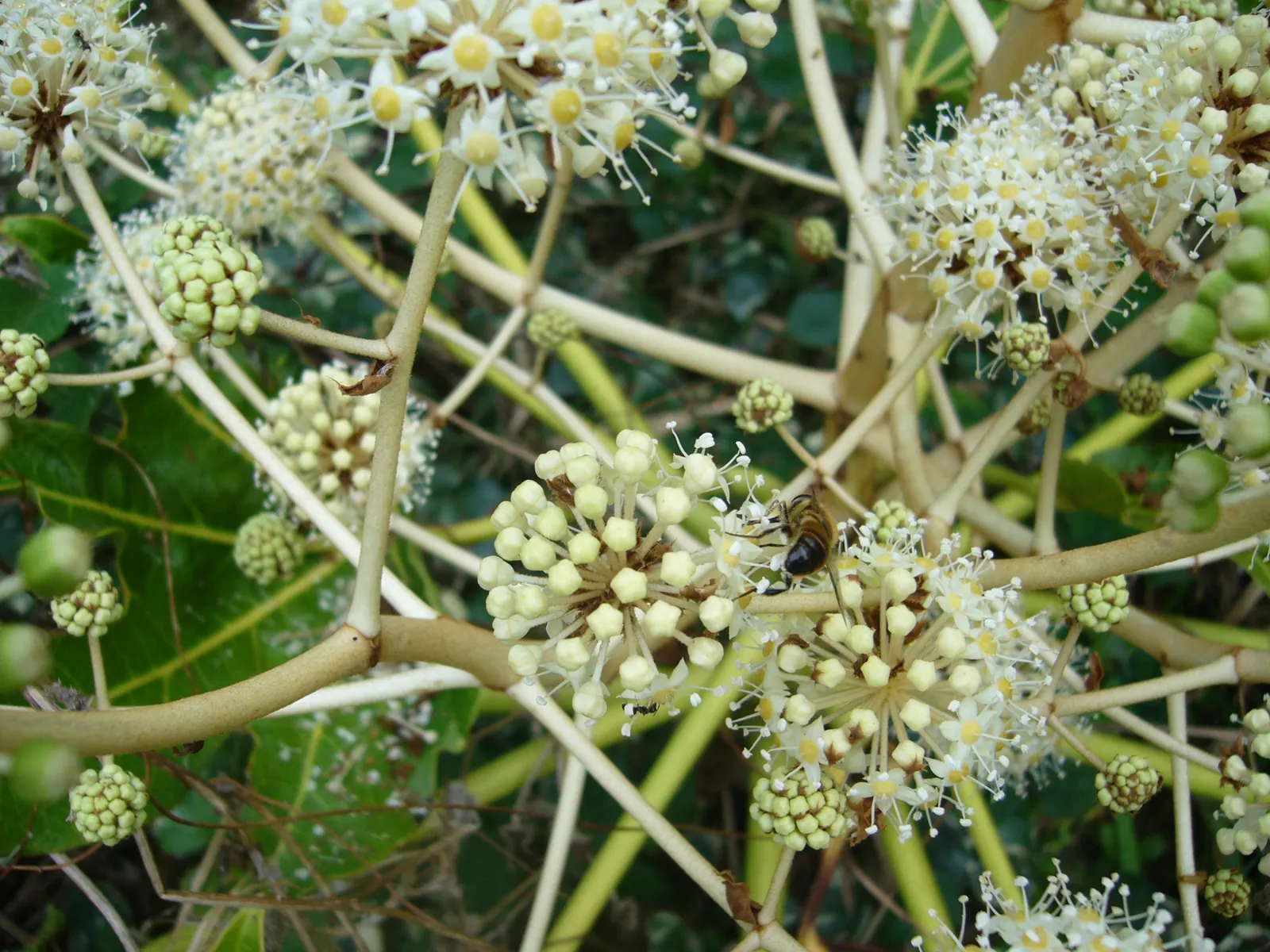 Japanese Aralia (Fatsia Japonica) — Its bold texture creates a tropical effect; the Japanese Aralia, or Fatsia japonica, is an evergreen shrub that, image 100