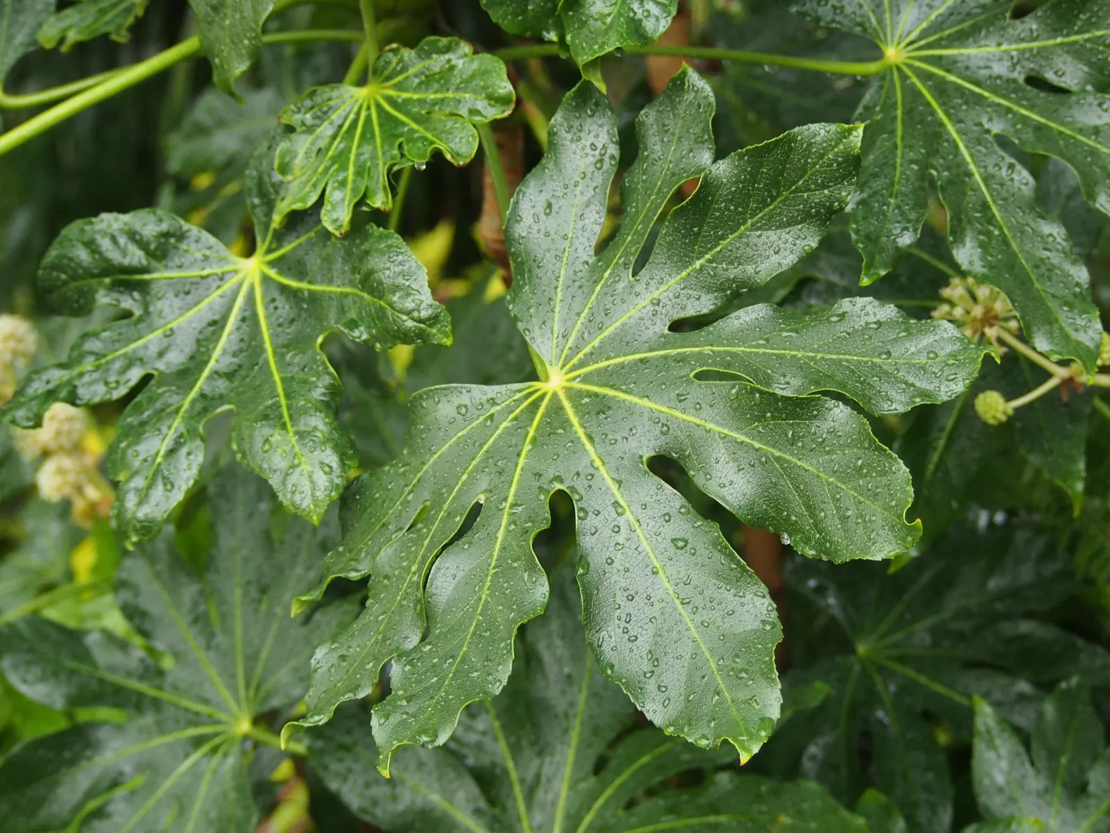 Japanese Aralia (Fatsia Japonica) — commonly known as the Japanese Aralia; these are followed by black, non-edible berries that provide winter, image 126