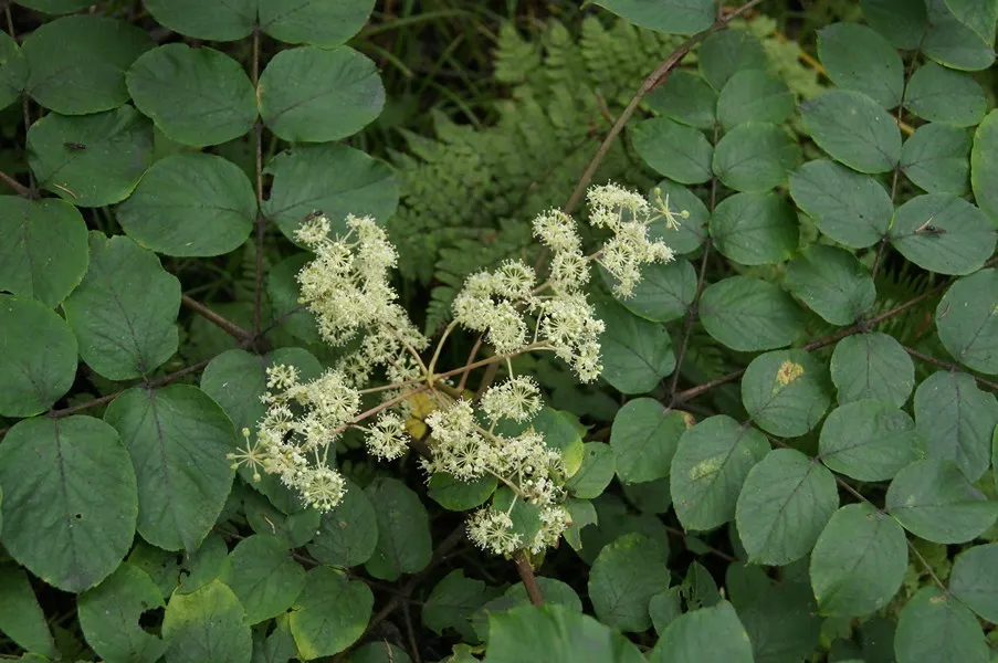 Japanese Aralia (Fatsia Japonica) — creating an architectural statement; ideally situated in part to full shade, image 61