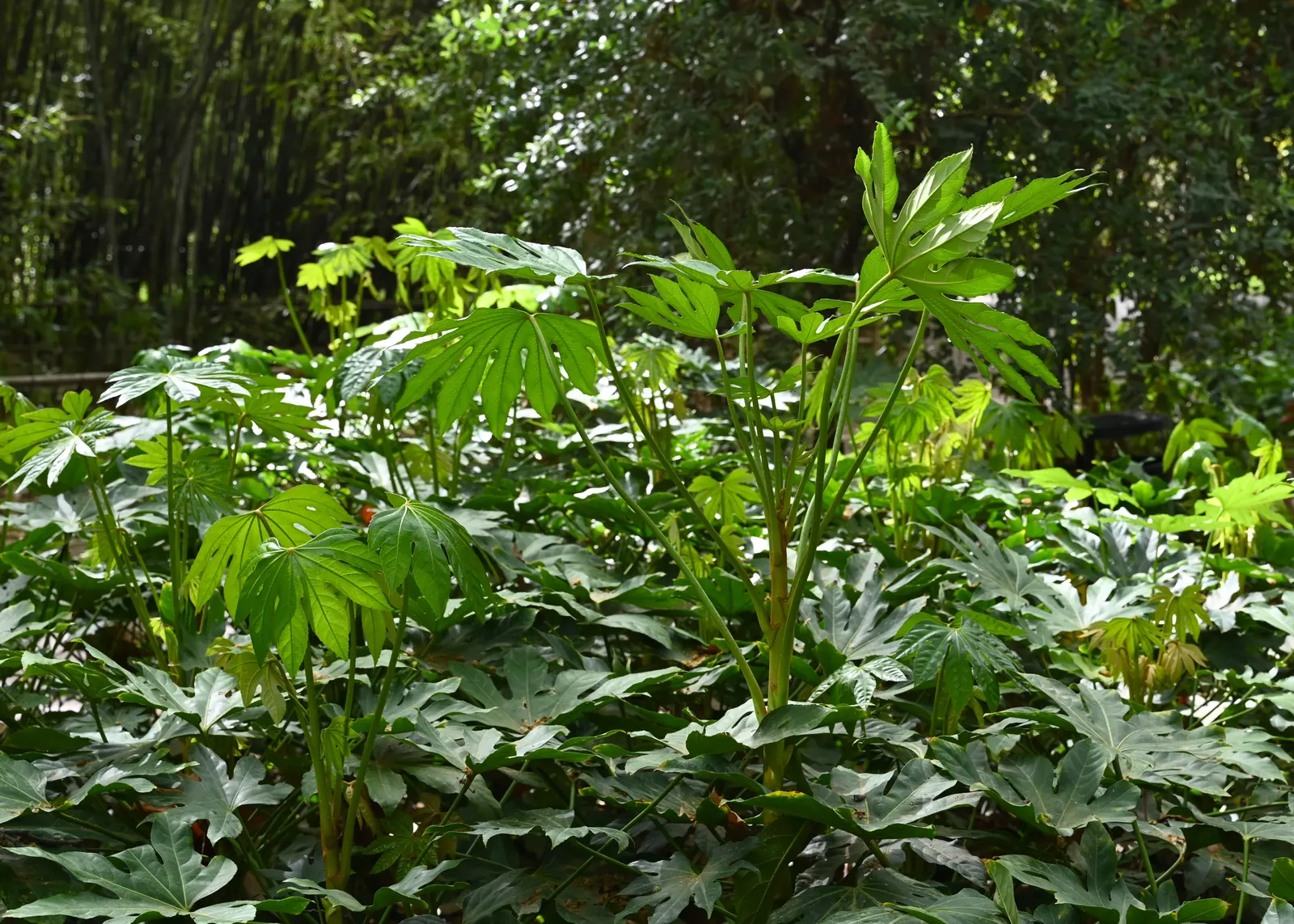 Japanese Aralia (Fatsia Japonica) — shrub for deep shade or half or shade; it is also suitable for container planting, which makes it a versatile, image 144