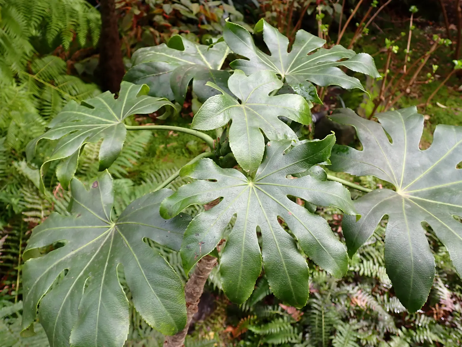 Japanese Aralia (Fatsia Japonica) — This plant is perfect for a landscape design that aims to add lush; ideal for understory plantings or as a, image 104
