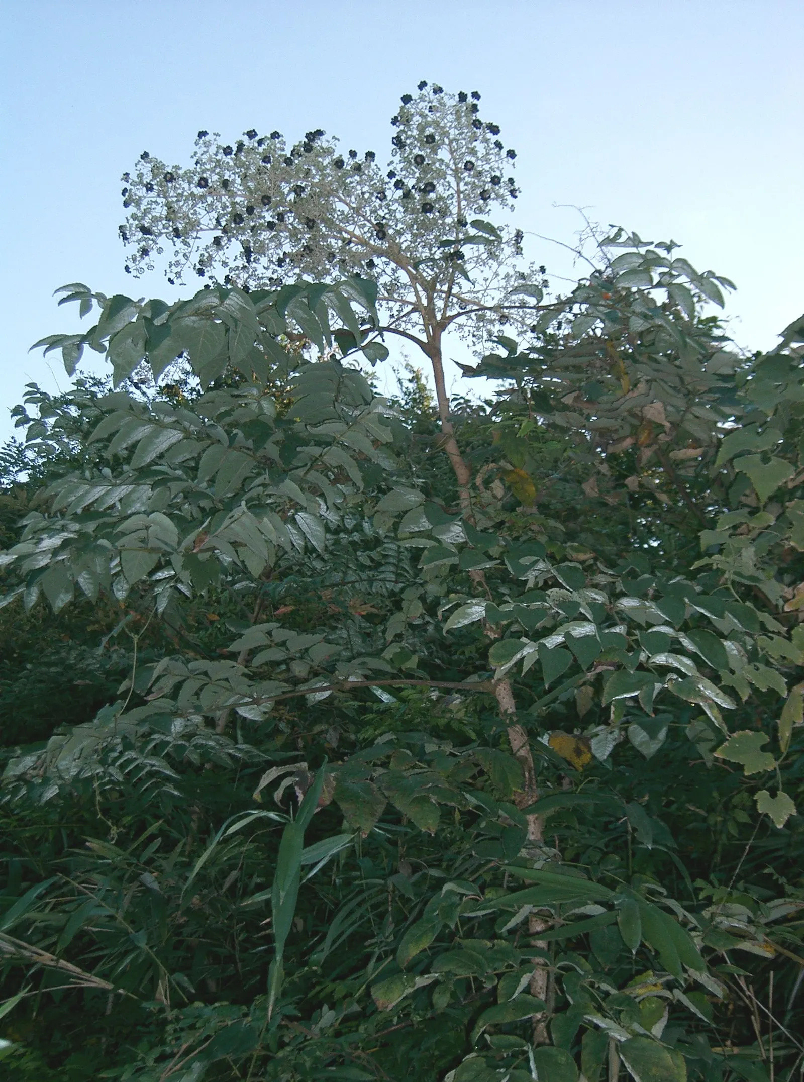 Japanese Aralia (Fatsia Japonica) — as it can thrive in USDA Zones 8 to 10; fatsia japonica requires minimal pruning; only to remove any damaged or wayward