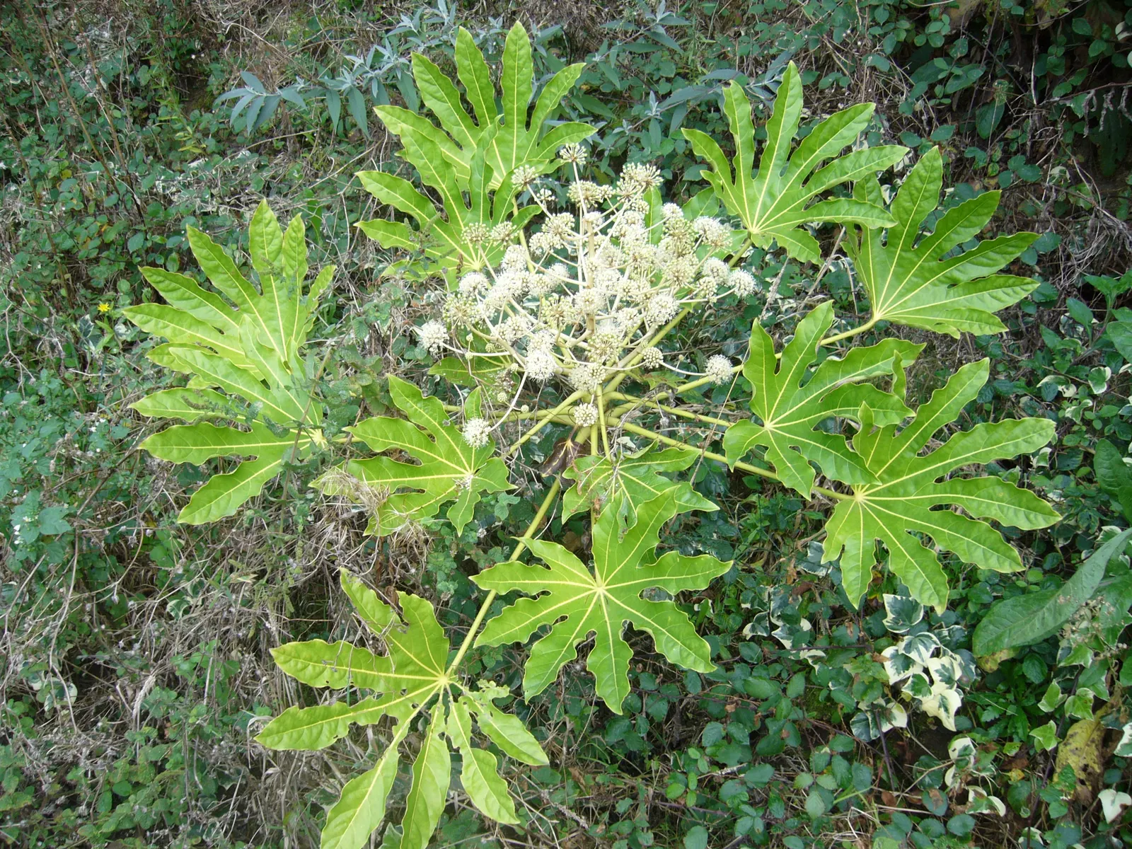 Japanese Aralia (Fatsia Japonica) — glossy leaves that can grow up to a foot in width