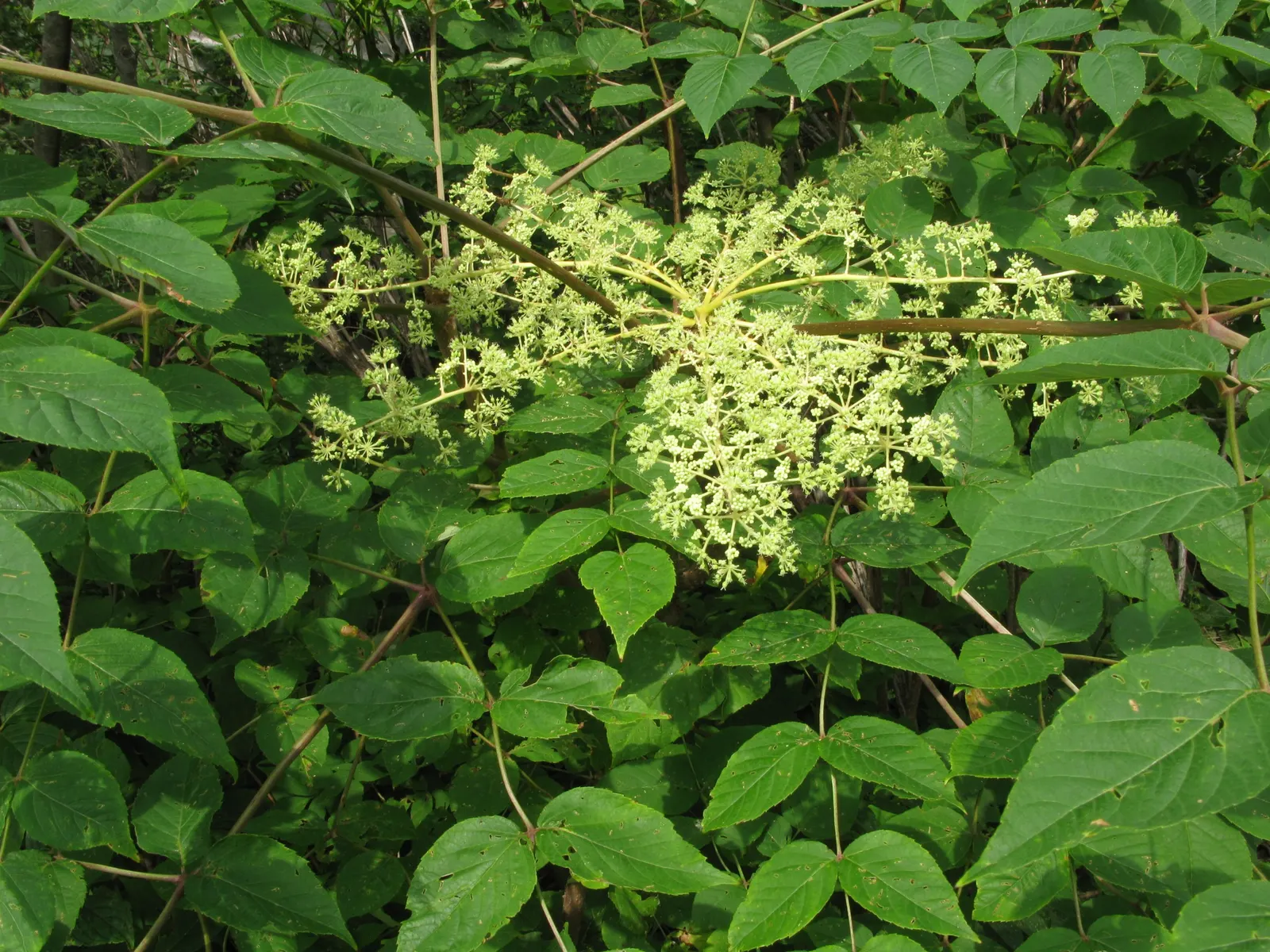Japanese Aralia (Fatsia Japonica) — These are followed by black, non-edible berries that provide winter interest; commonly known as the Japanese Aralia