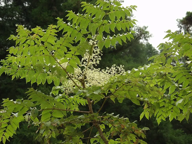 Japanese Aralia (Fatsia Japonica) — The Japanese Aralia, or Fatsia japonica, is an evergreen shrub that reaches 6 to 10 feet high and wide