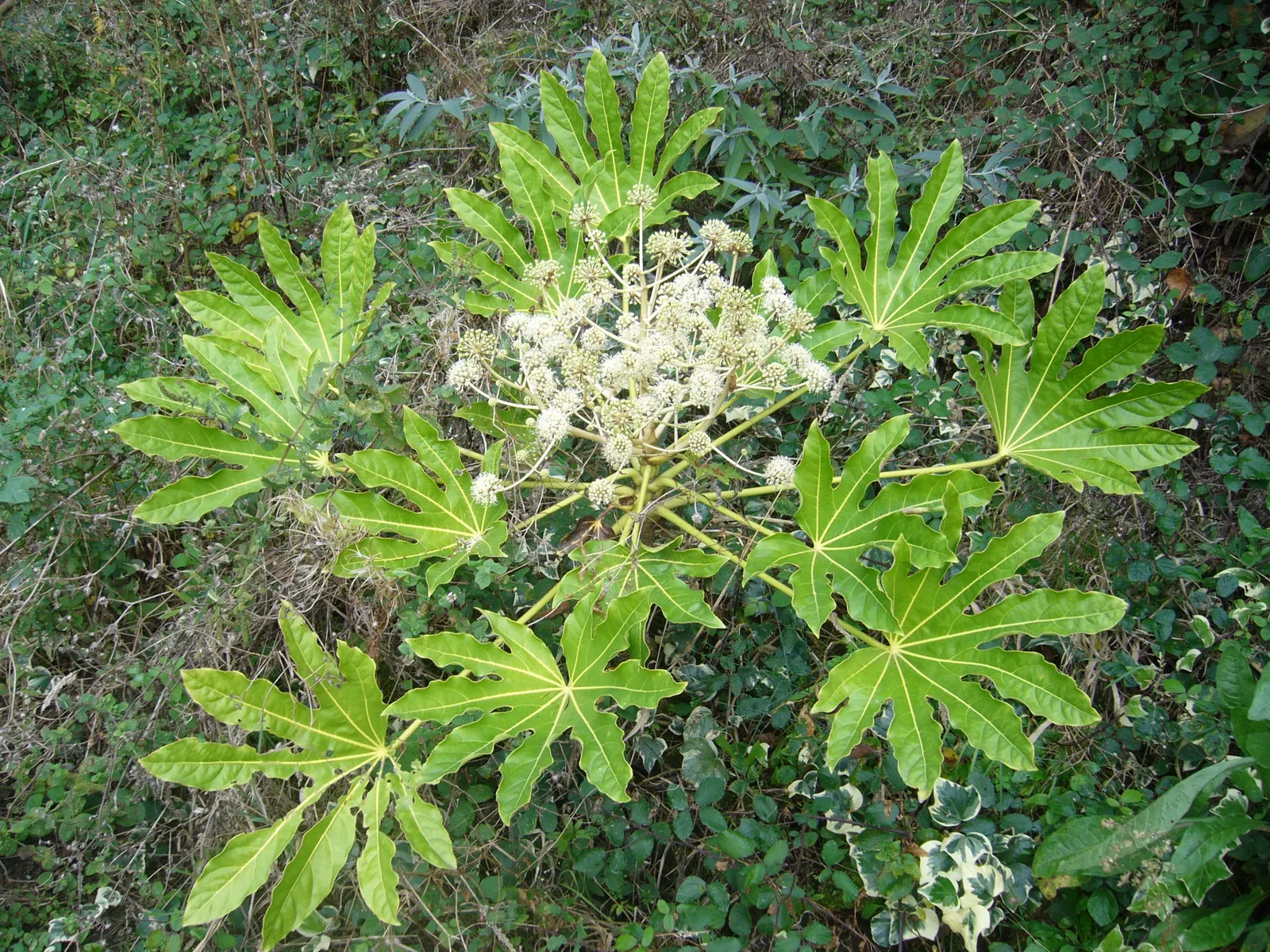 Japanese Aralia (Fatsia Japonica) — Ideally situated in part to full shade; creating an architectural statement, image 64