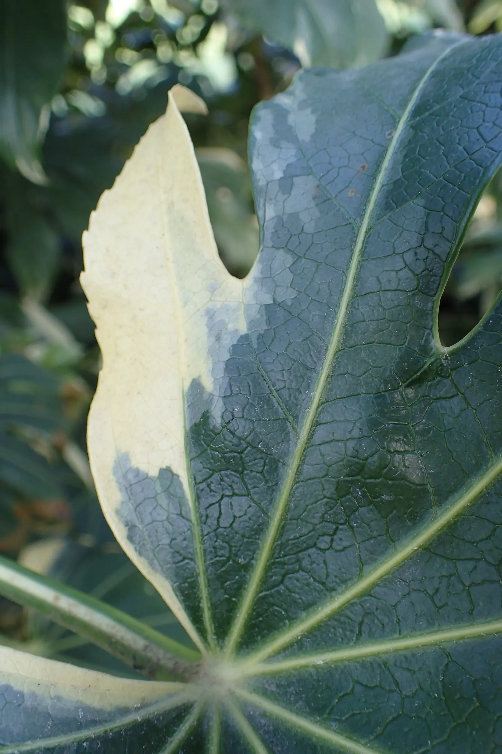 Japanese Aralia (Fatsia Japonica) — with lobes that give them a hand-like appearance; tropical flair to temperate regions, image 84