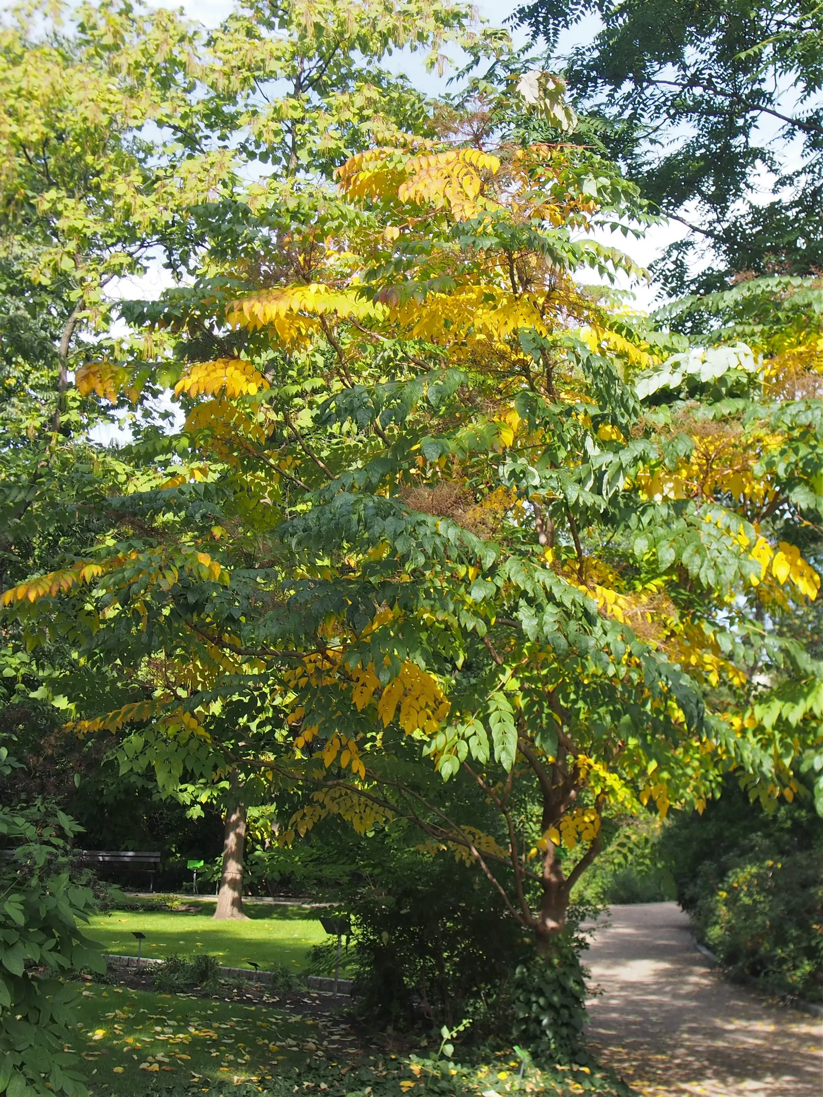 Japanese Aralia (Fatsia Japonica) — These are followed by black, non-edible berries that provide winter interest; commonly known as the Japanese, image 111