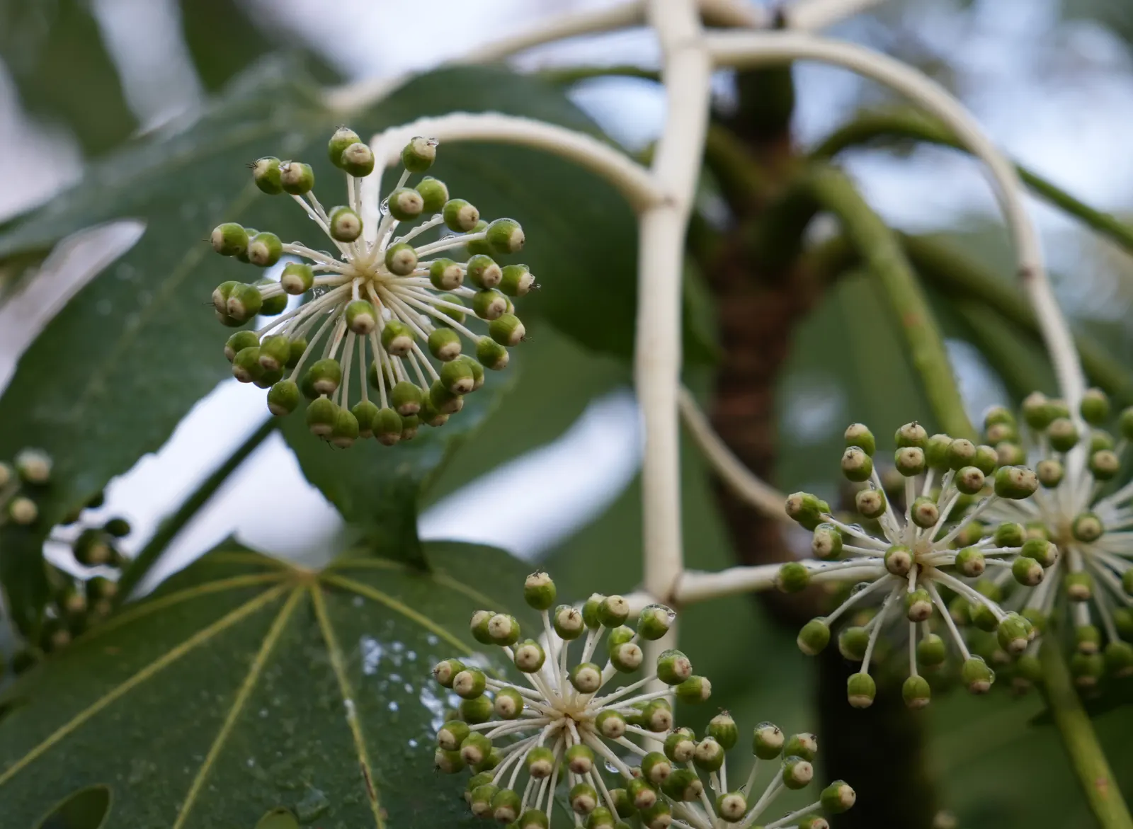 Japanese Aralia (Fatsia Japonica) — Fatsia japonica requires minimal pruning; only to remove any damaged or wayward growth
