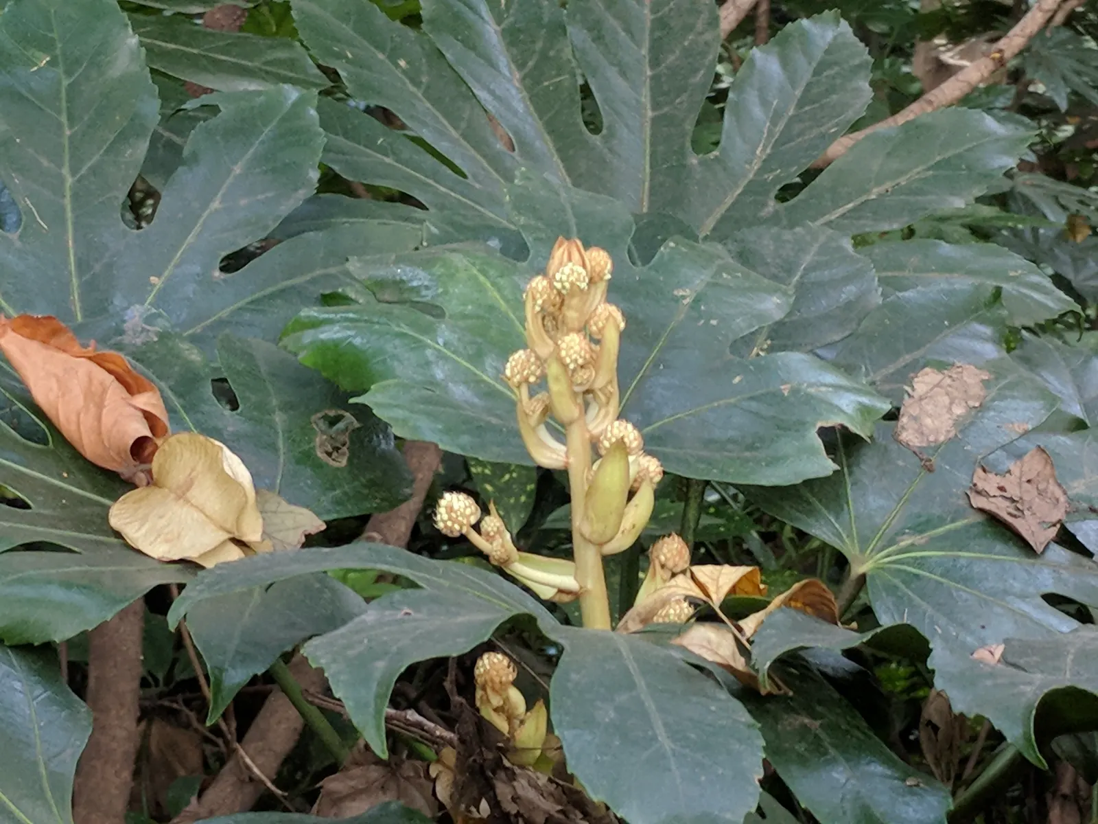 Japanese Aralia (Fatsia Japonica) — Fatsia japonica thrives in a sheltered location with well-drained; it should be watered regularly to maintain, image 137