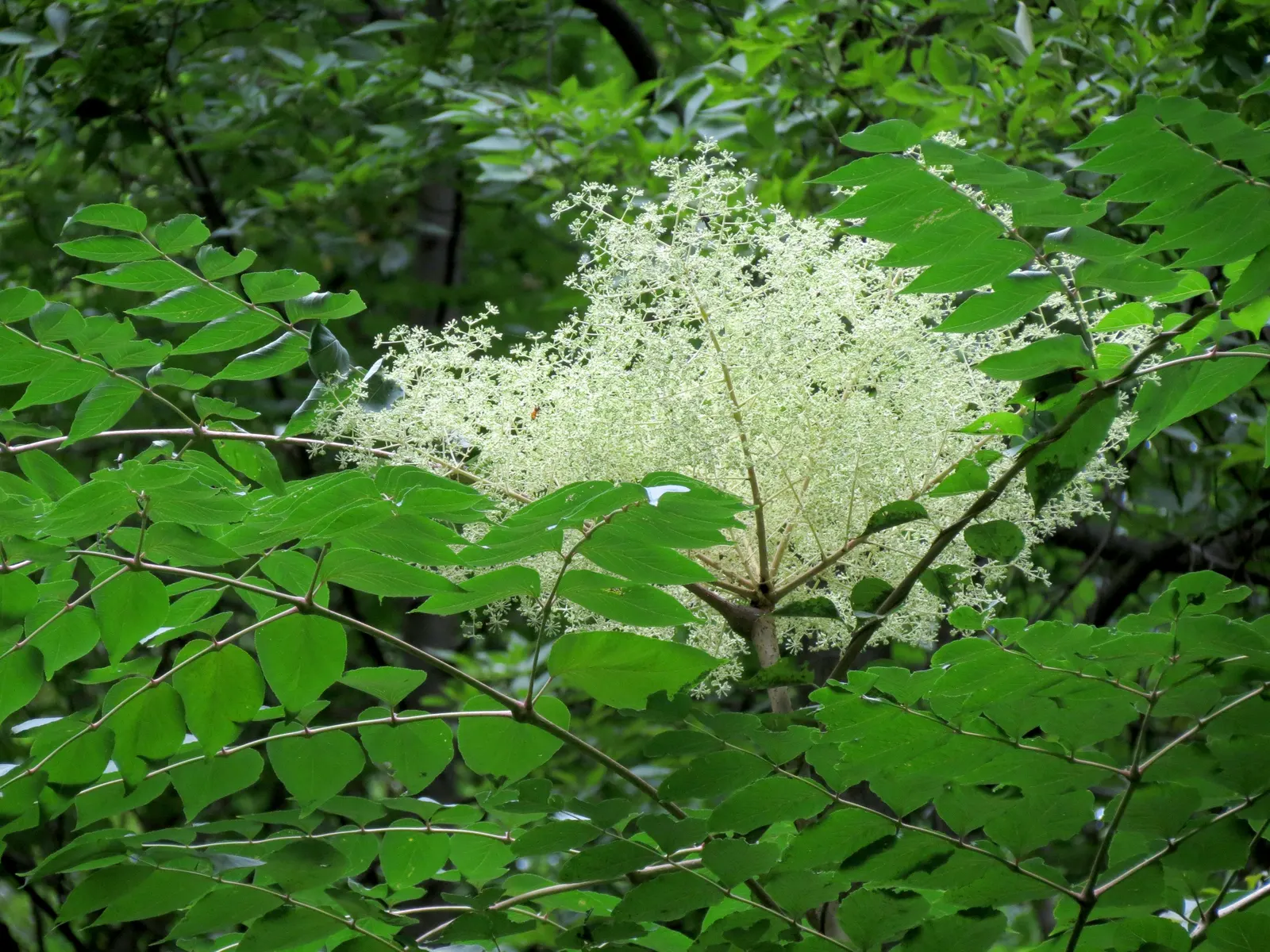 Japanese Aralia (Fatsia Japonica) — Ideally situated in part to full shade; creating an architectural statement, image 88