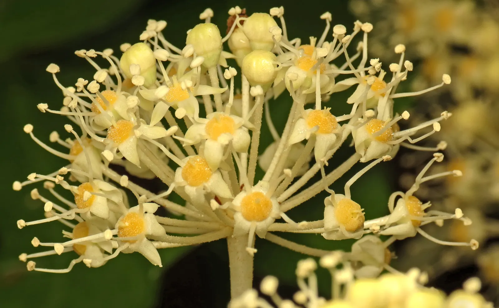 Japanese Aralia (Fatsia Japonica) — white flowers in the garden