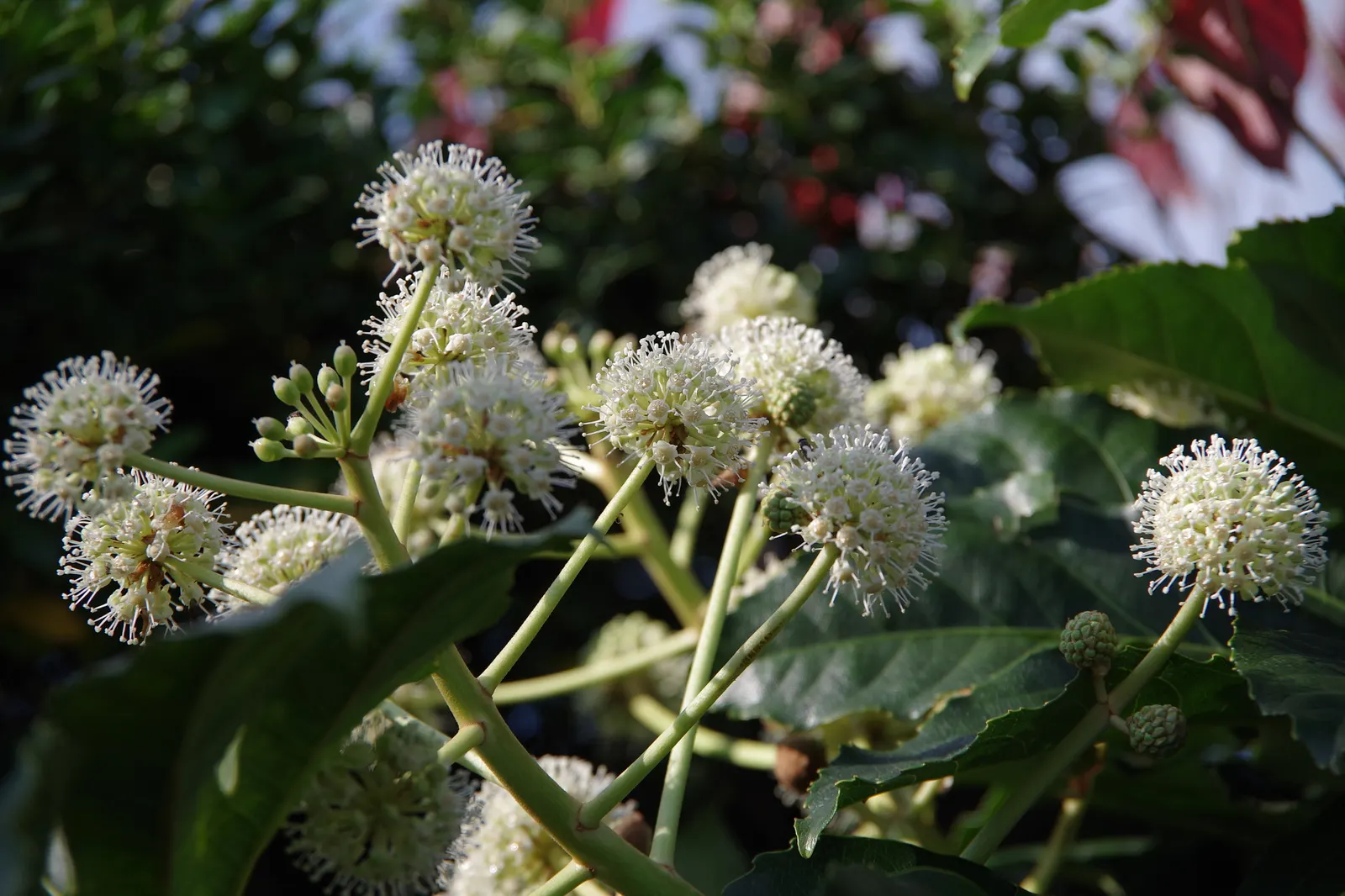 Japanese Aralia (Fatsia Japonica) — deeply lobed leaves up to 16 inches across and small creamy-white flowers in late fall