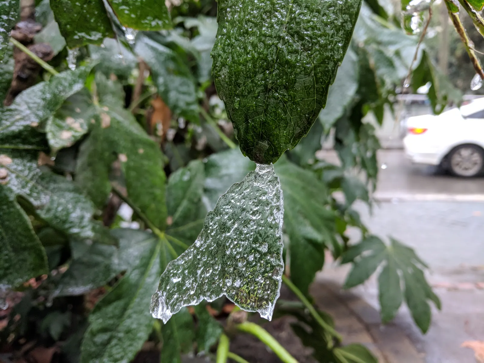 Japanese Aralia (Fatsia Japonica) — It is also suitable for container planting, which makes it a versatile choice for the client's garden designs; shrub for