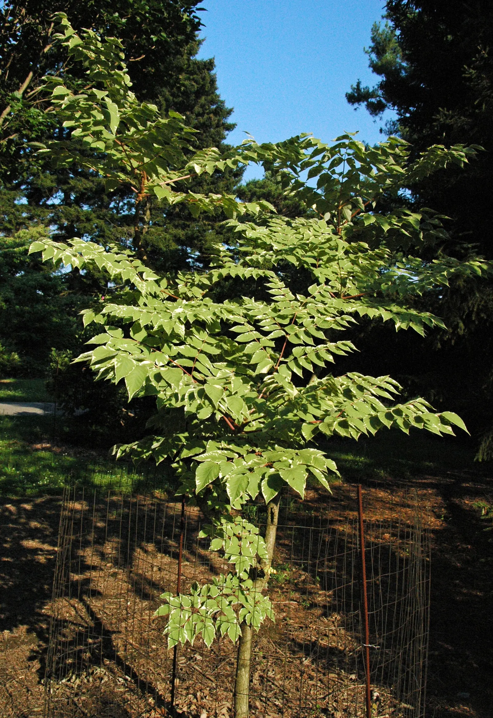 Japanese Aralia (Fatsia Japonica) — Thrives in part to full shade and well-drained soil