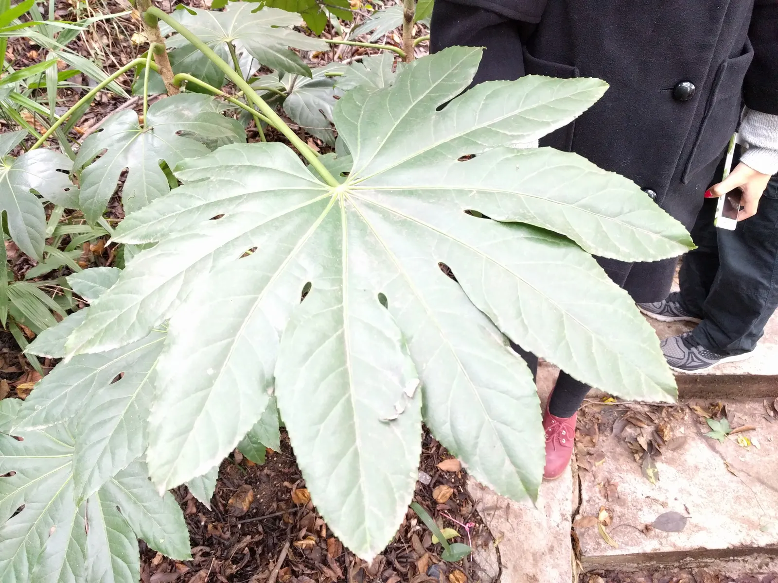 Japanese Aralia (Fatsia Japonica) — It is also suitable for container planting, which makes it a versatile choice for the client's garden designs, image 141