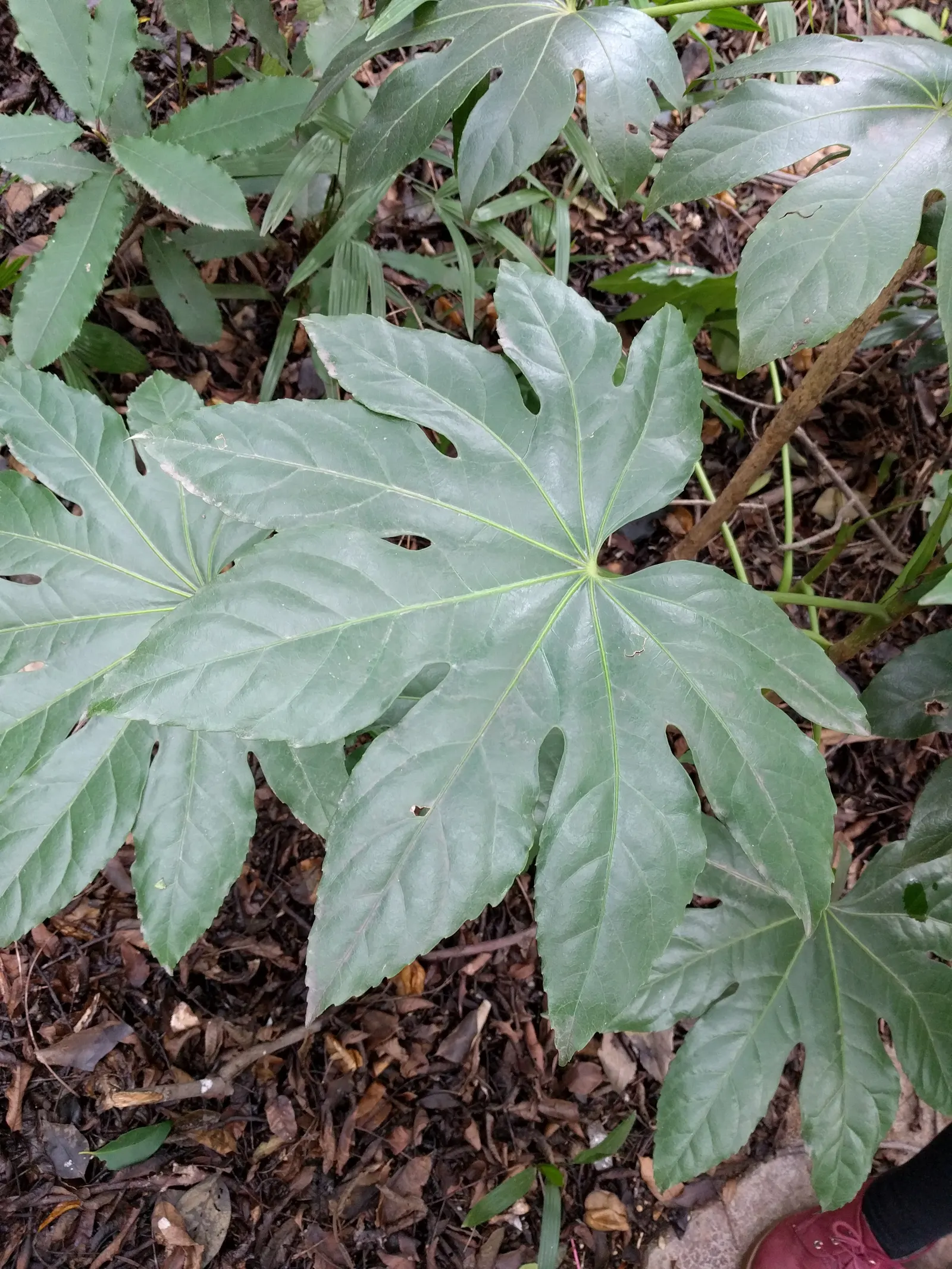 Japanese Aralia (Fatsia Japonica) — with lobes that give them a hand-like appearance; tropical flair to temperate regions, image 132