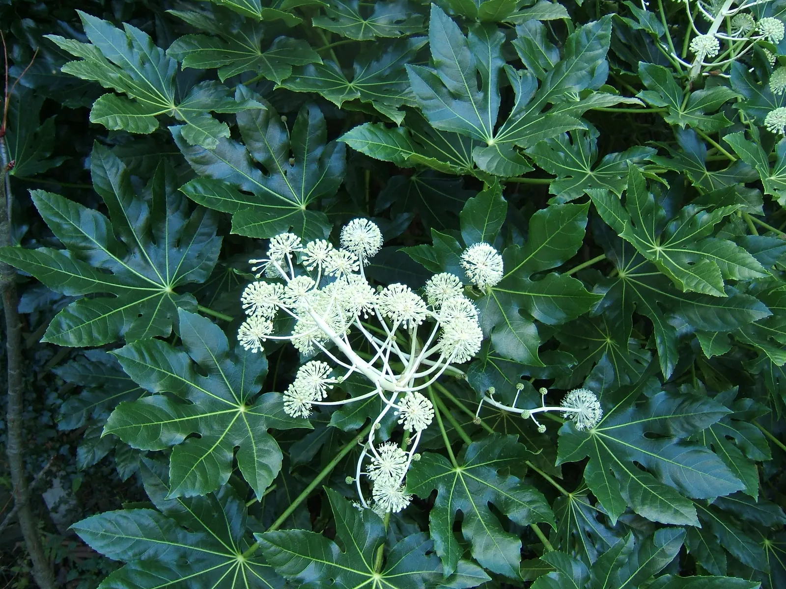 Japanese Aralia (Fatsia Japonica) — Fatsia japonica thrives in a sheltered location with well-drained; it should be watered regularly to maintain, image 89