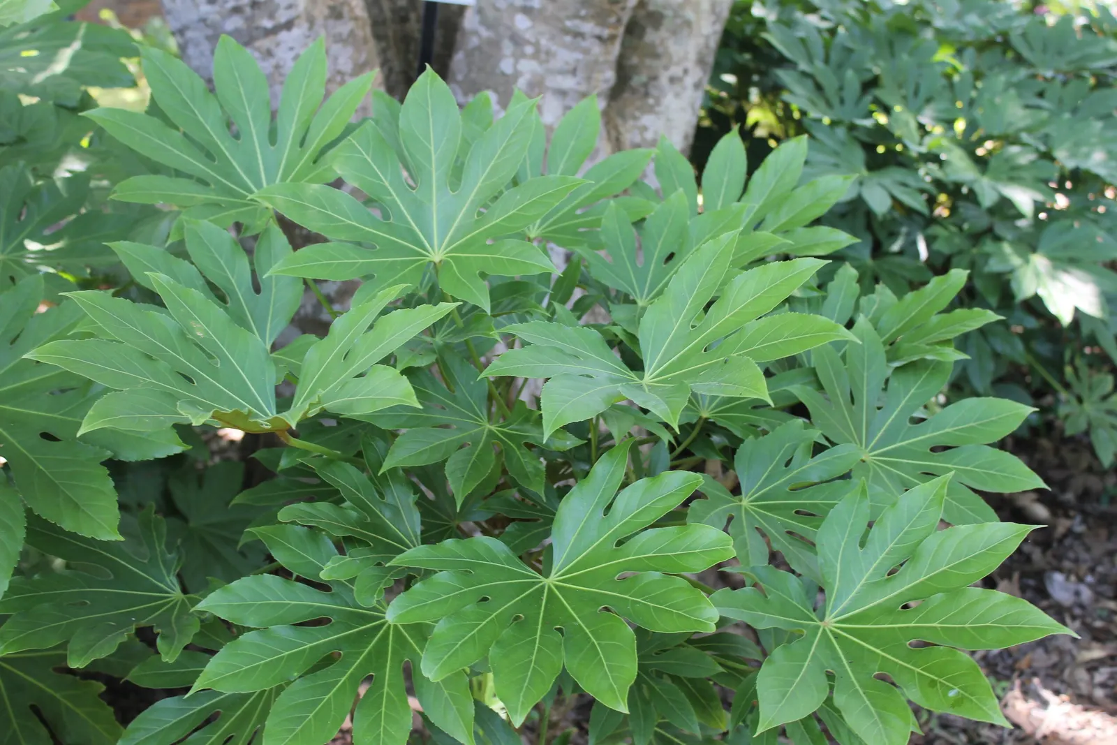 Japanese Aralia (Fatsia Japonica) — is a versatile and striking evergreen shrub native to southern Japan and South Korea; white flowers in the, image 103