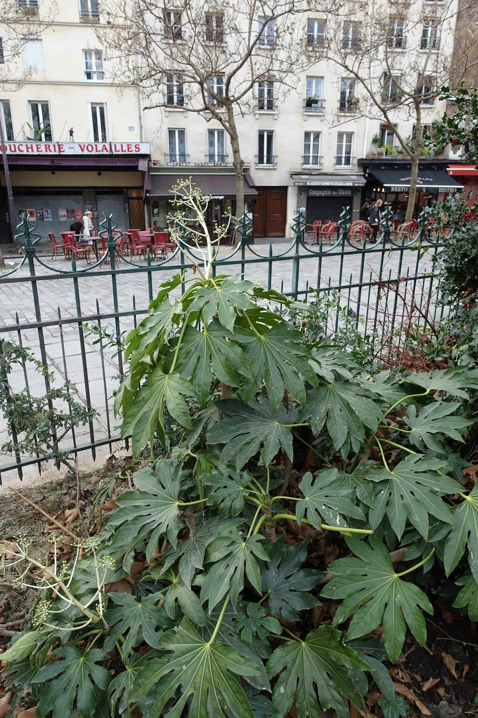 Japanese Aralia (Fatsia Japonica) — It is also suitable for container planting, which makes it a versatile choice for the client's garden designs, image 93