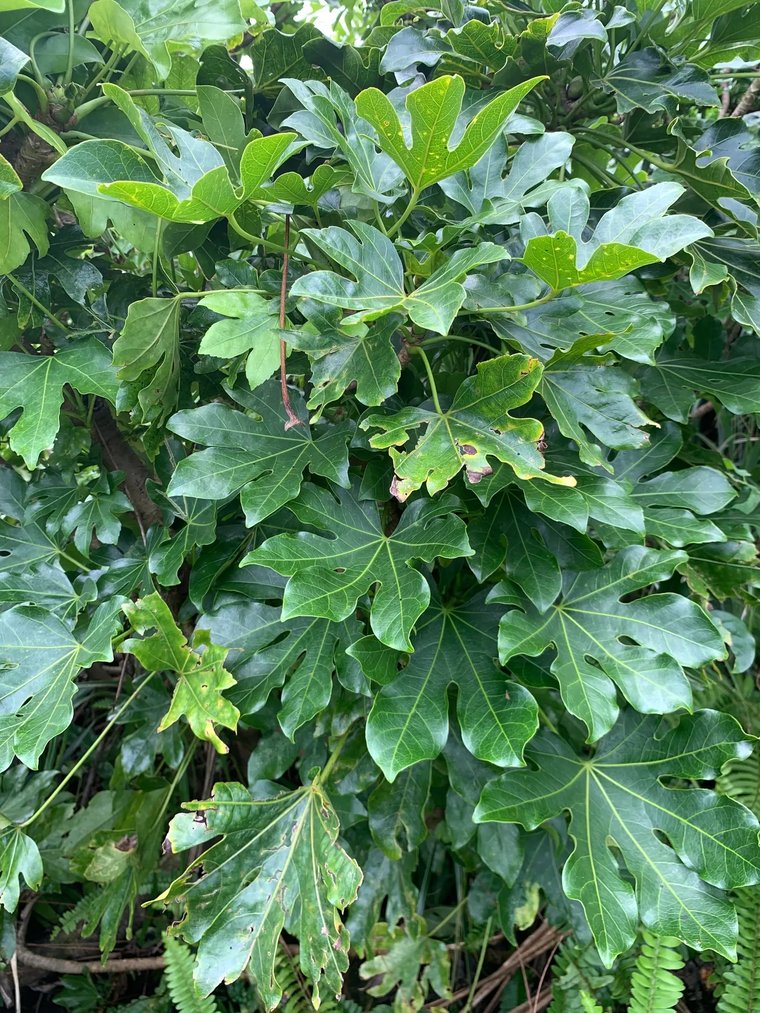 Japanese Aralia (Fatsia Japonica) — shrub with white blooms; these leaves extend from the plant on sturdy stems, image 143