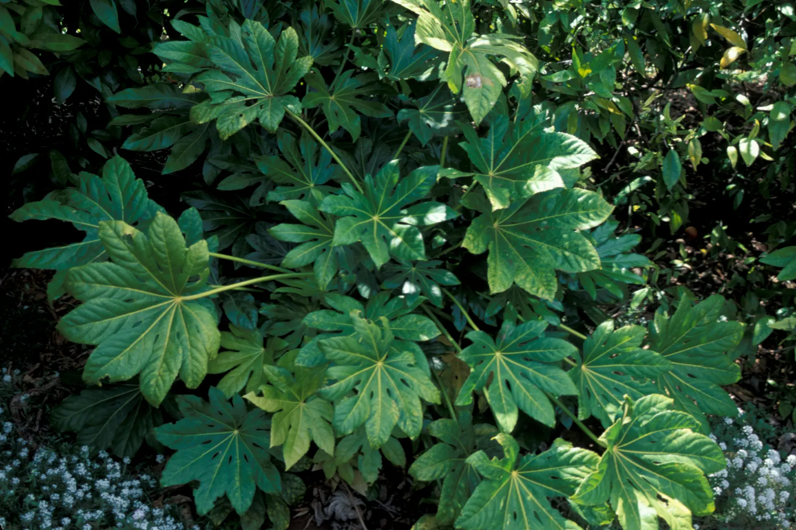 Japanese Aralia (Fatsia Japonica) — shrub for deep shade or half or shade; it is also suitable for container planting, which makes it a versatile, image 96