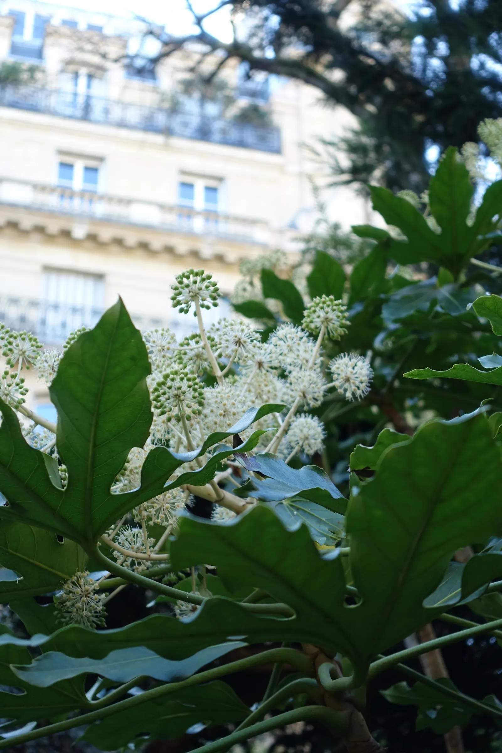 Japanese Aralia (Fatsia Japonica) — creating an architectural statement; ideally situated in part to full shade, image 85