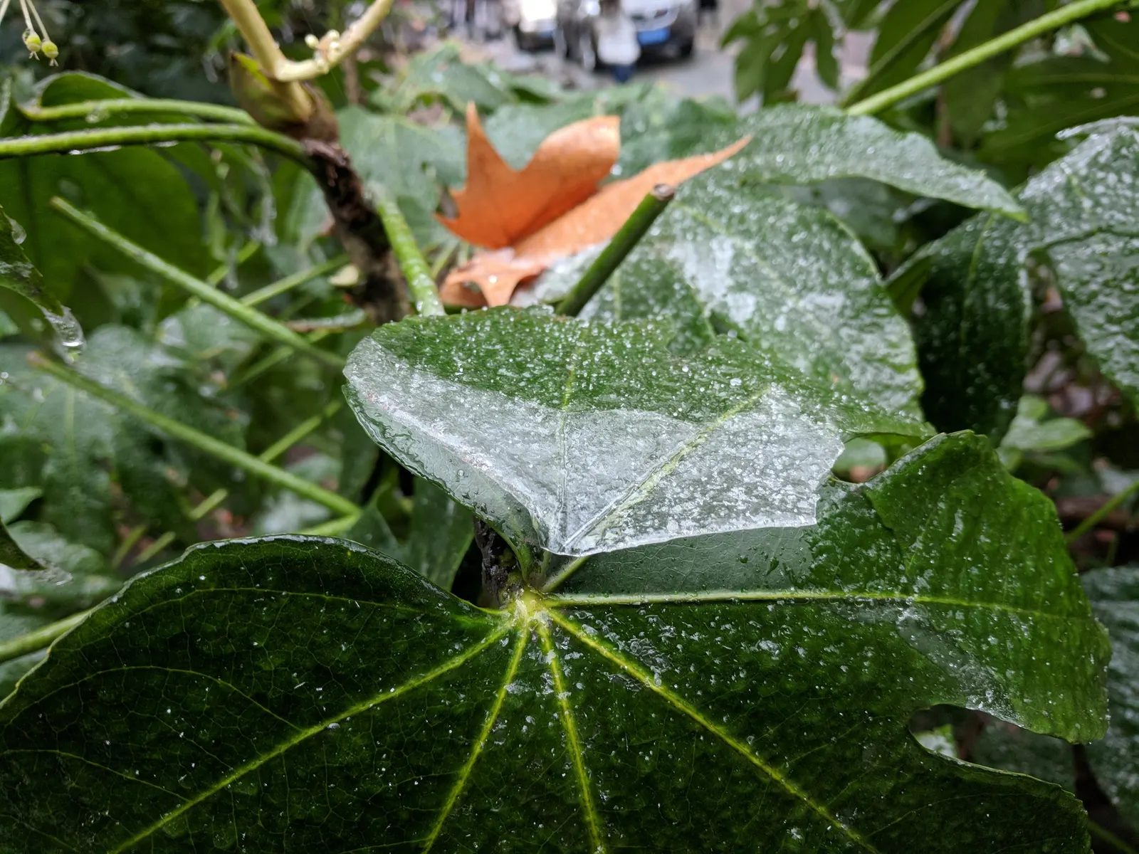 Japanese Aralia (Fatsia Japonica) — It should be watered regularly to maintain evenly moist soil but without waterlogging; fatsia japonica thrives, image 140