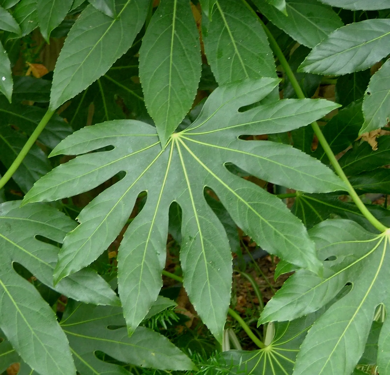 Japanese Aralia (Fatsia Japonica) — Its bold texture creates a tropical effect